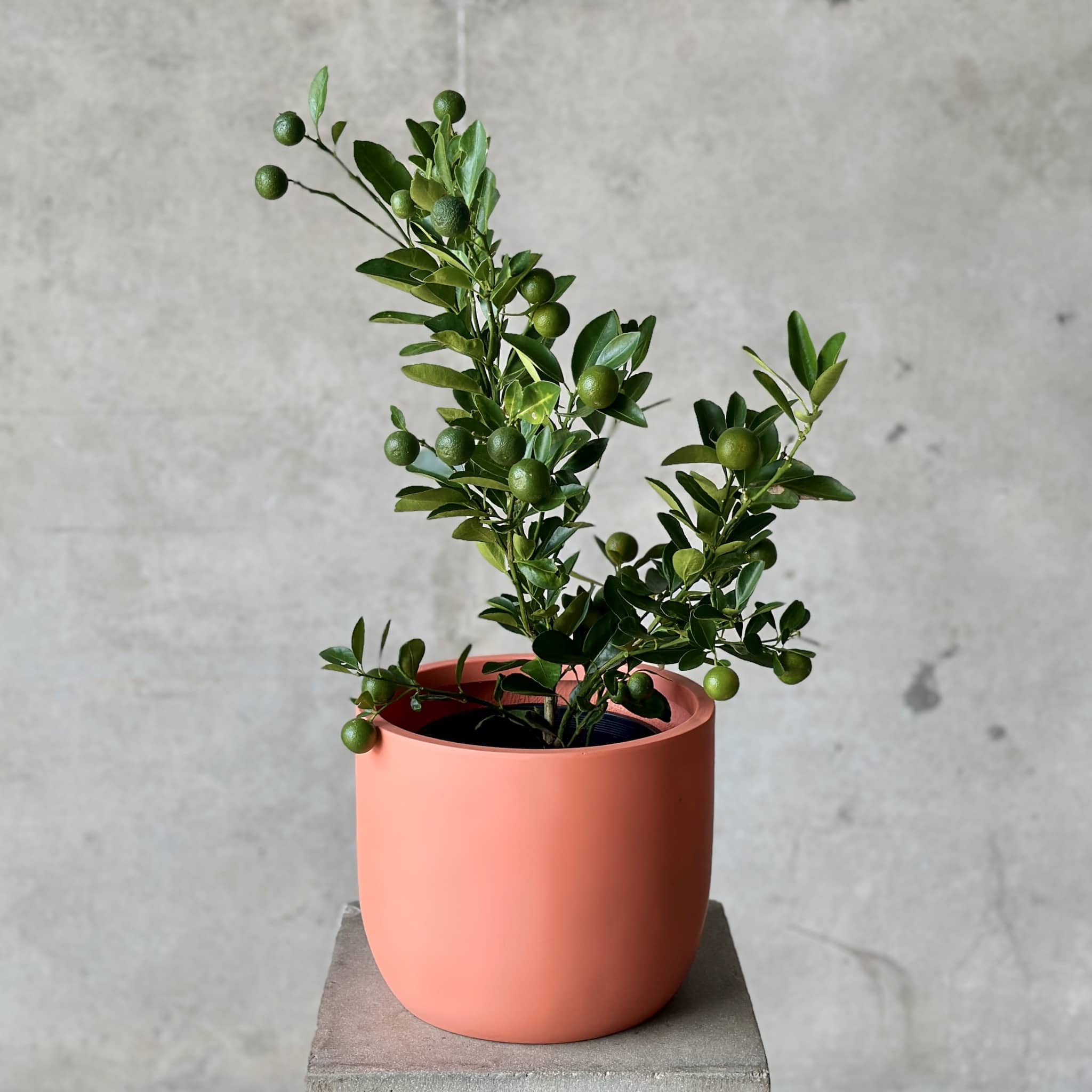 Fruiting citrus pot plant in coral fibreglass planter - Beija Flor Darwin