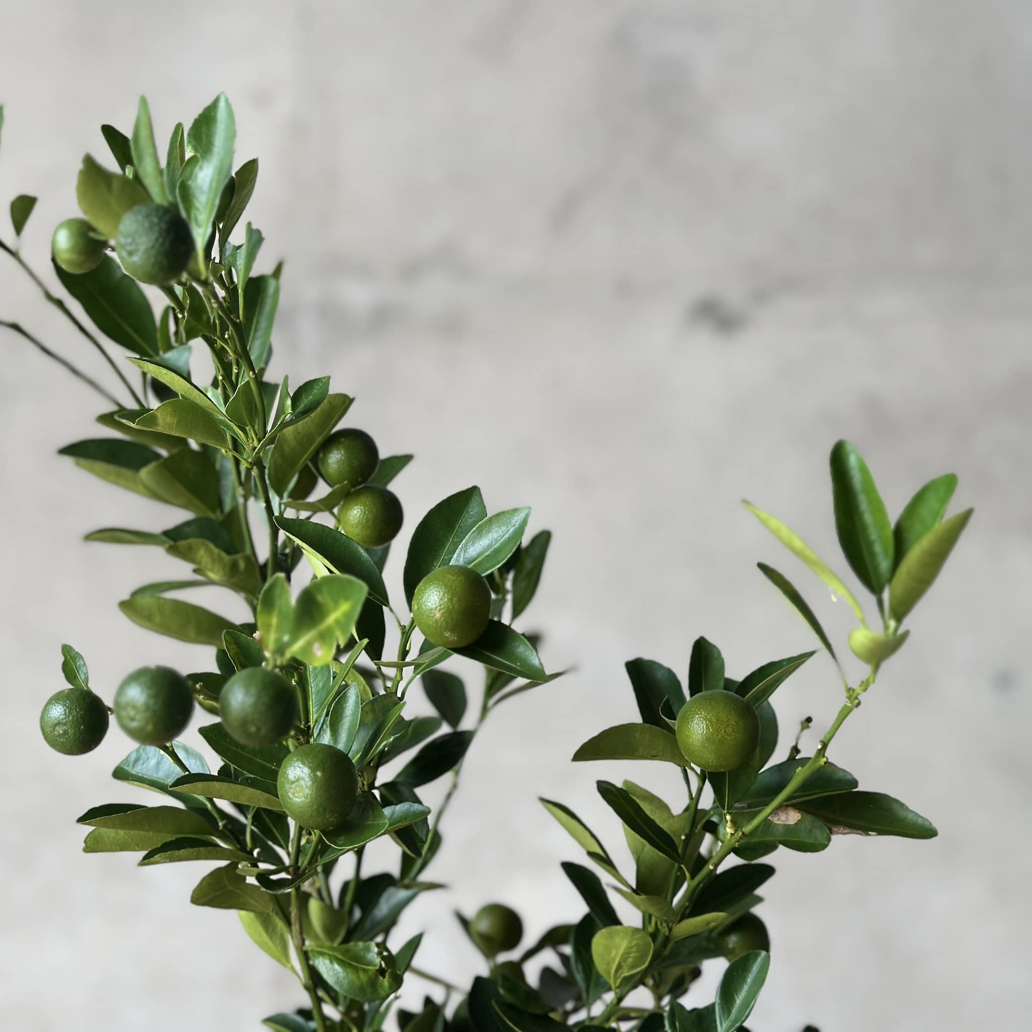 Calamondin Mix N Match Planter (Small)