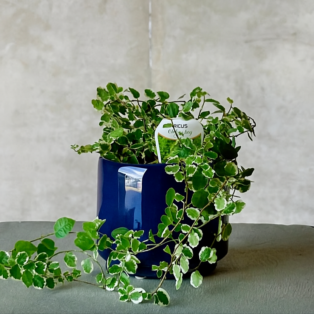 Navy Pot Plant + Candle