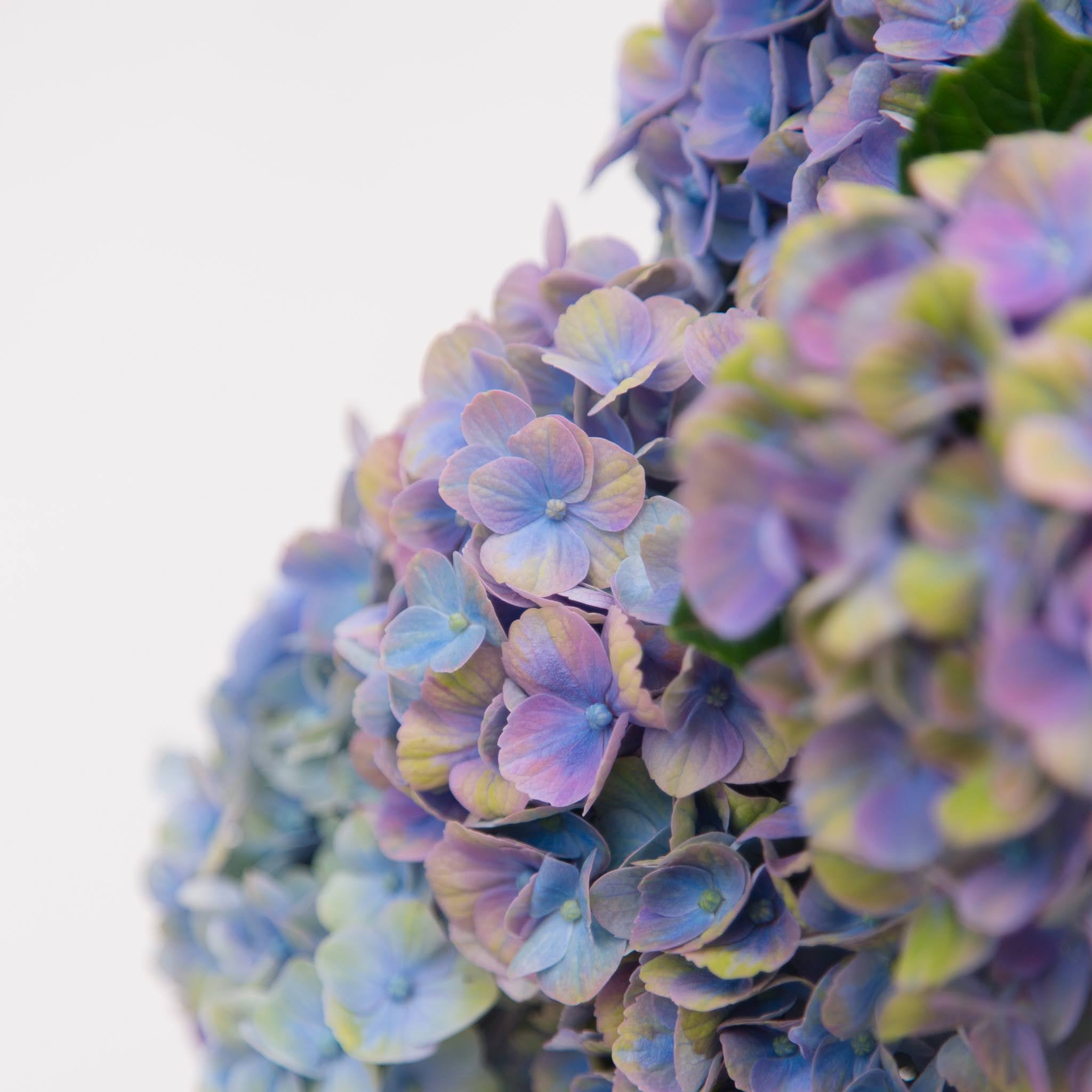 close up of blue hydrangea macrophylla bunch by Beija Flor