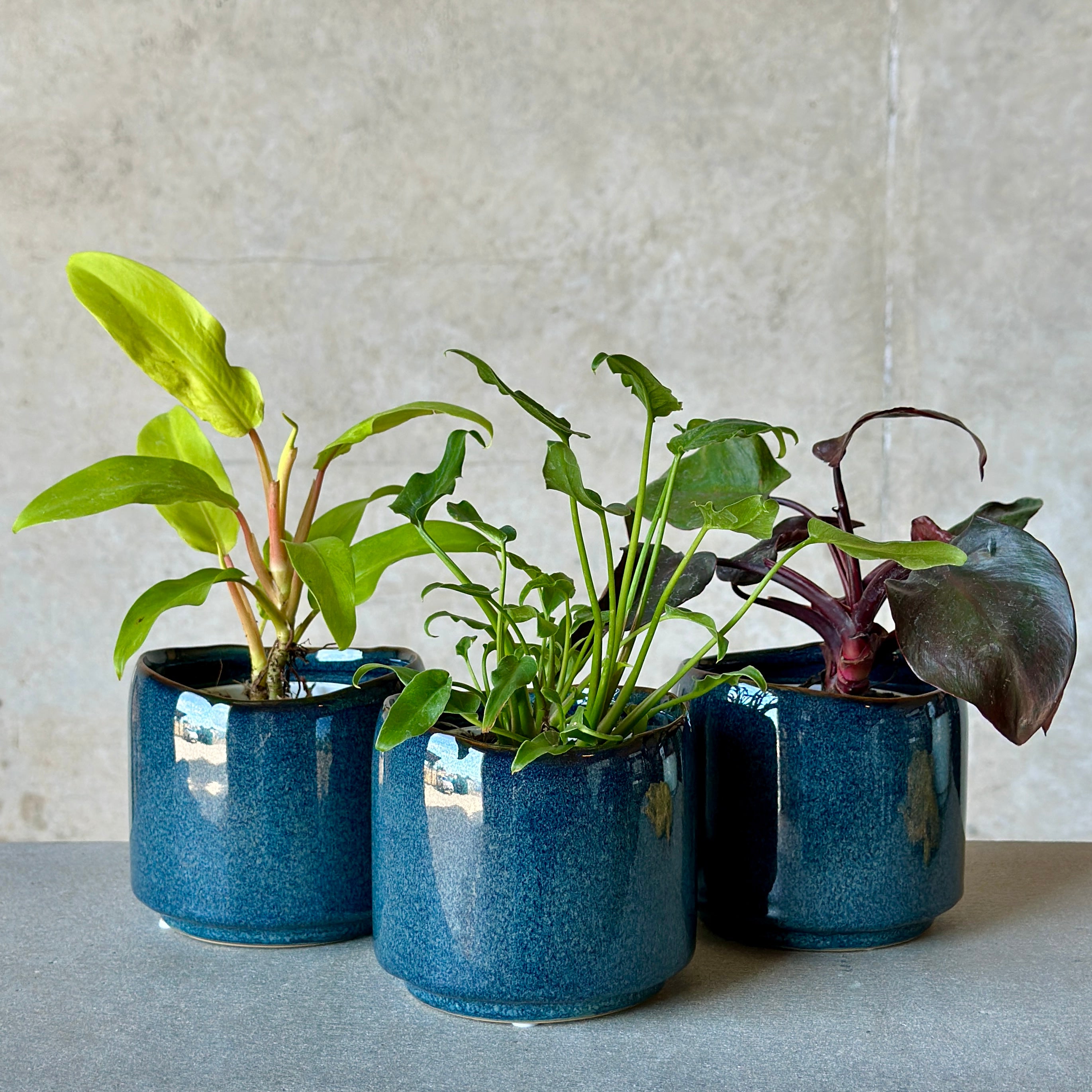 pot plants in dark blue glazed pots - Beija Flor Florist Darwin