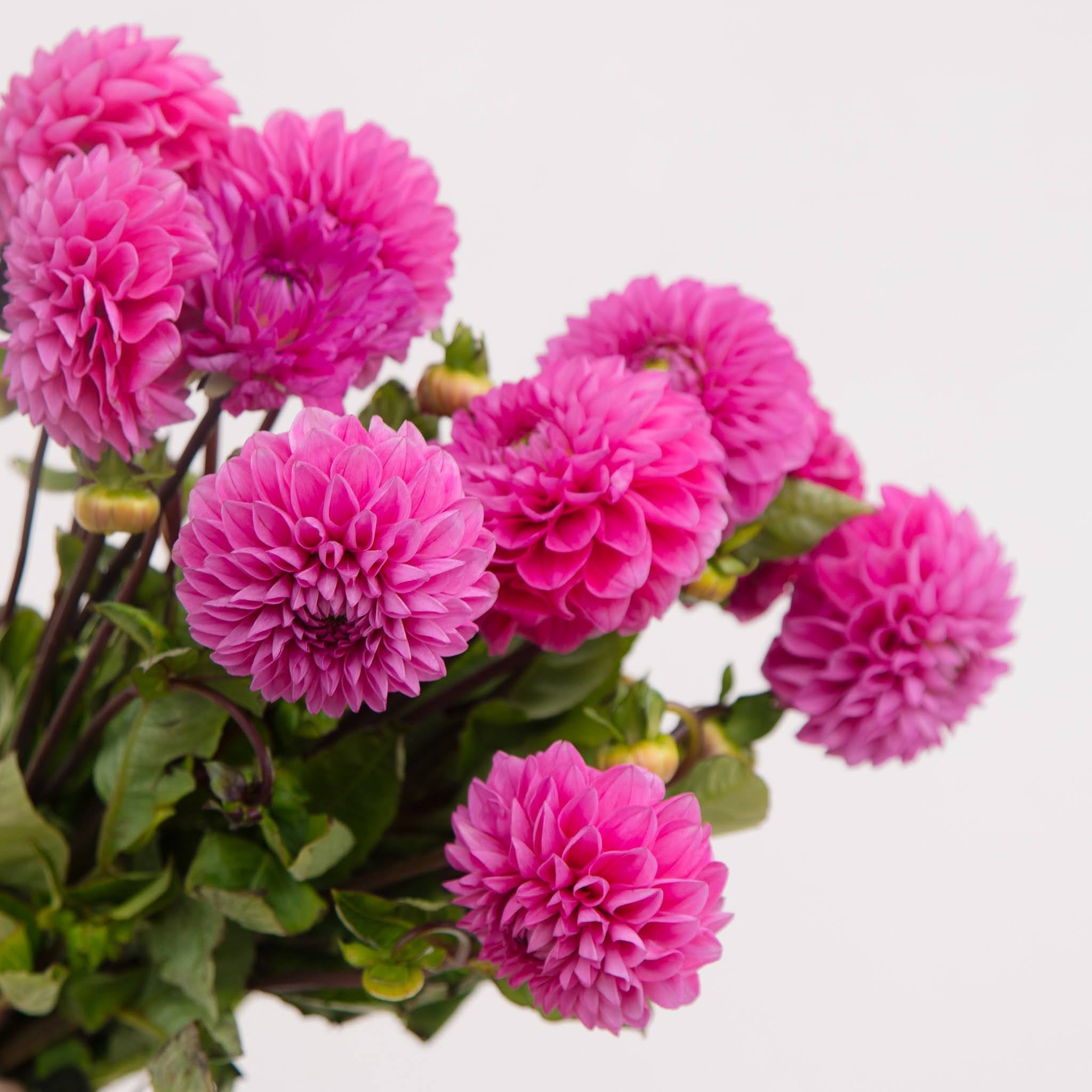 Flower Subscription Extra Monday