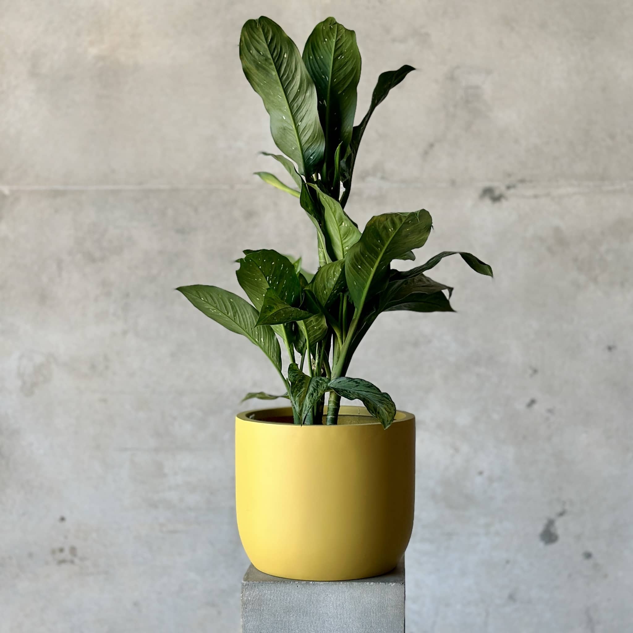 Dieffenbachia Mix n Match Planter (Large)
