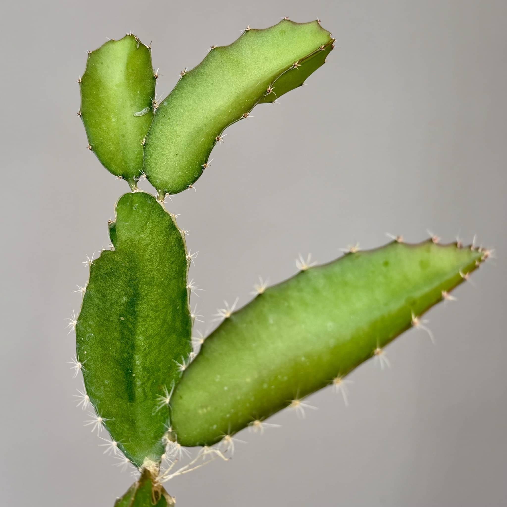 Dragon Fruit Cactus - Large