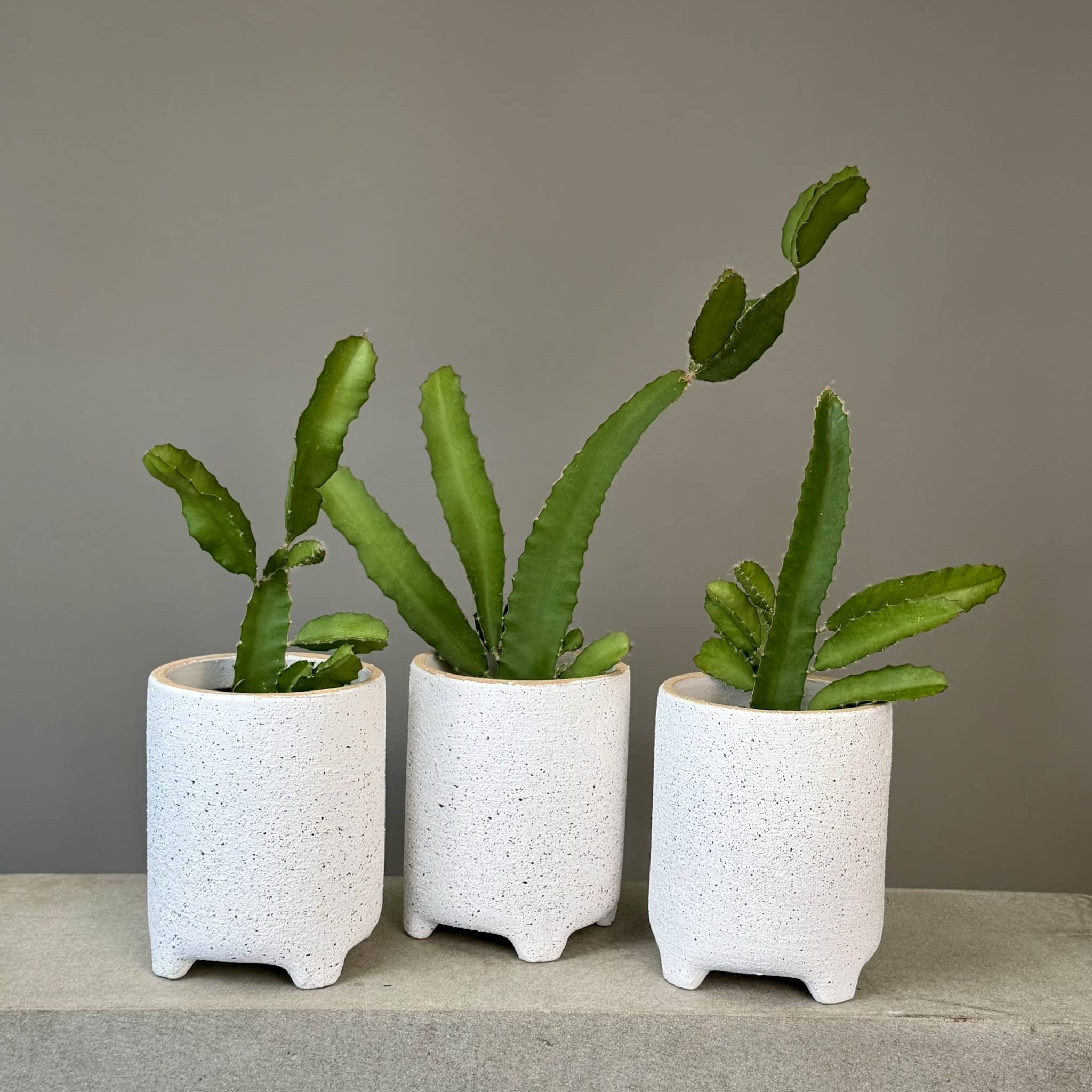 Dragon Fruit Cactus - Large