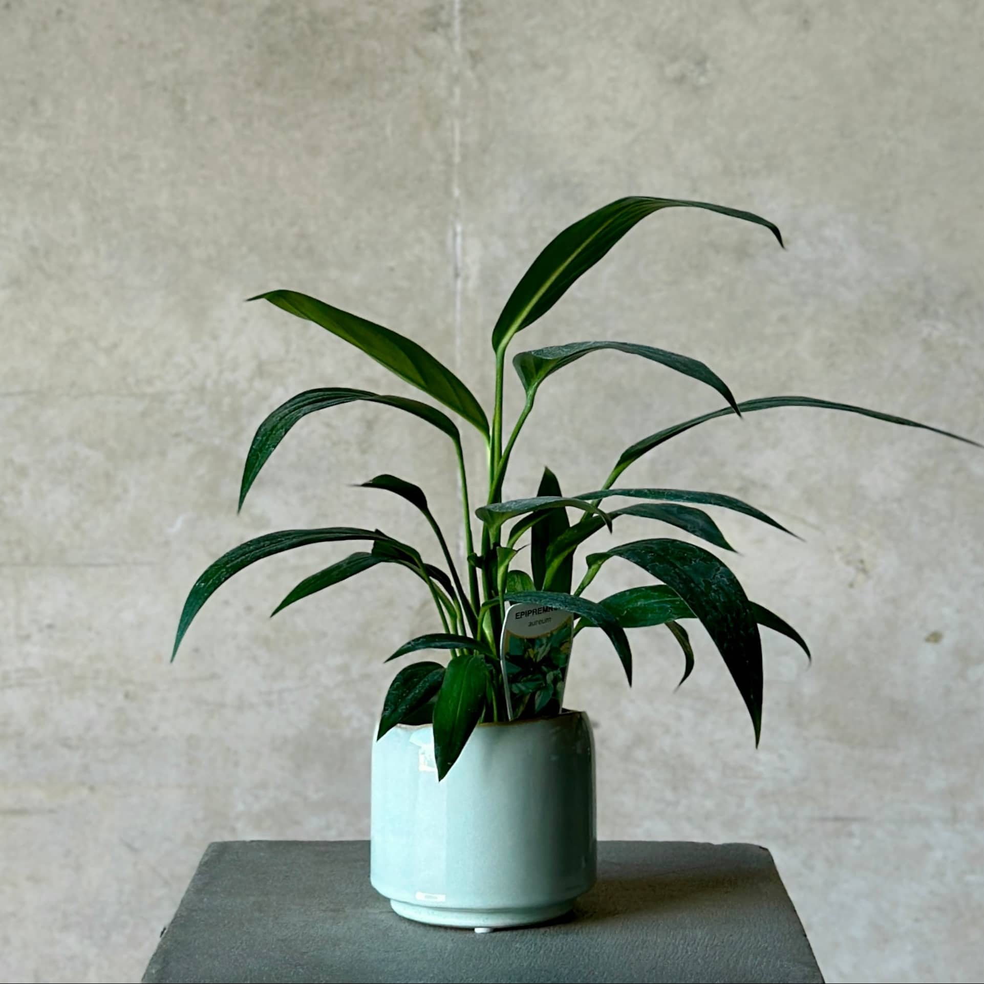 Sky Pot Plant + Care Duo