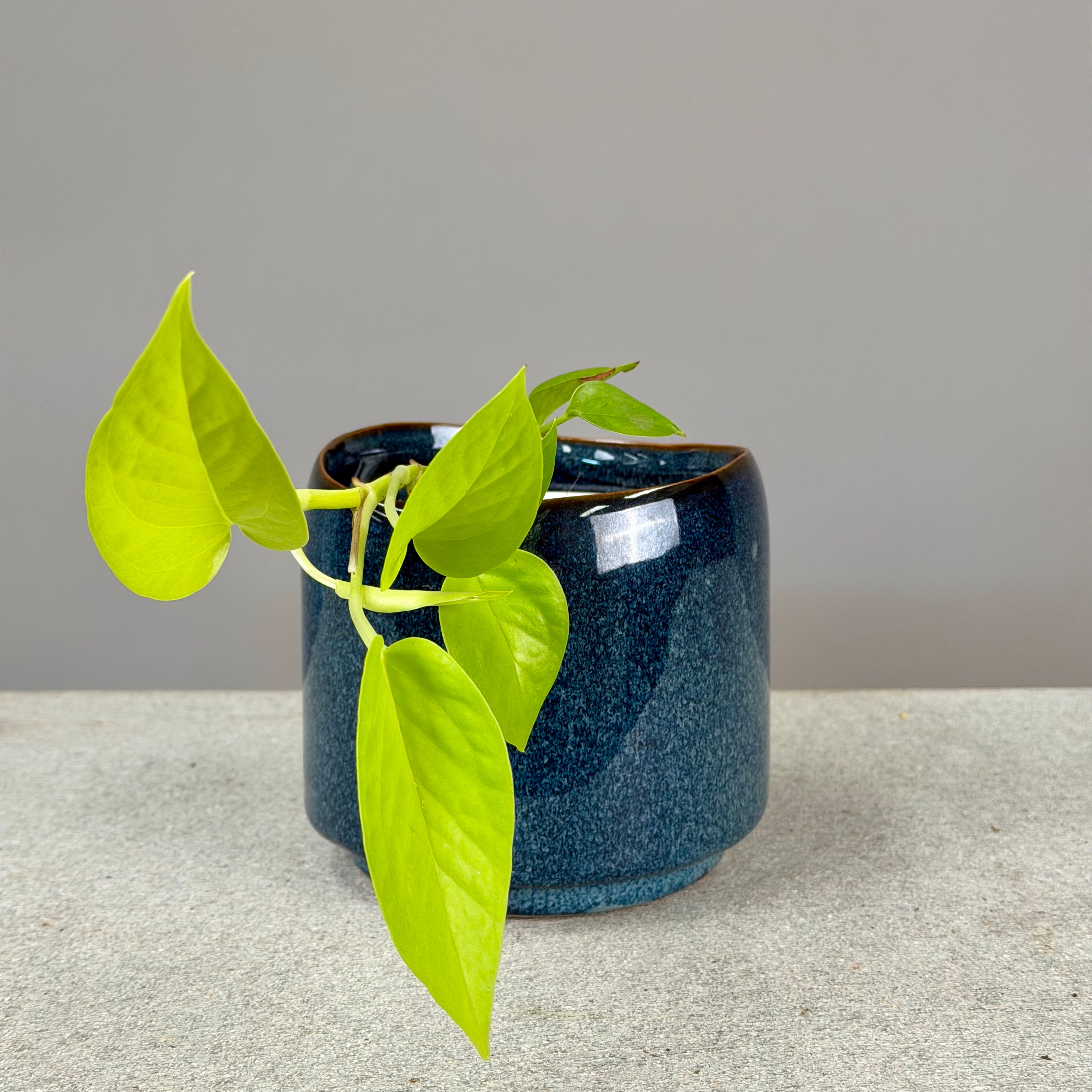 Pot Plant + Candle