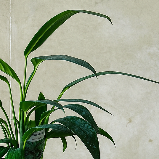 Pot Plant + Candle & Linen Spray