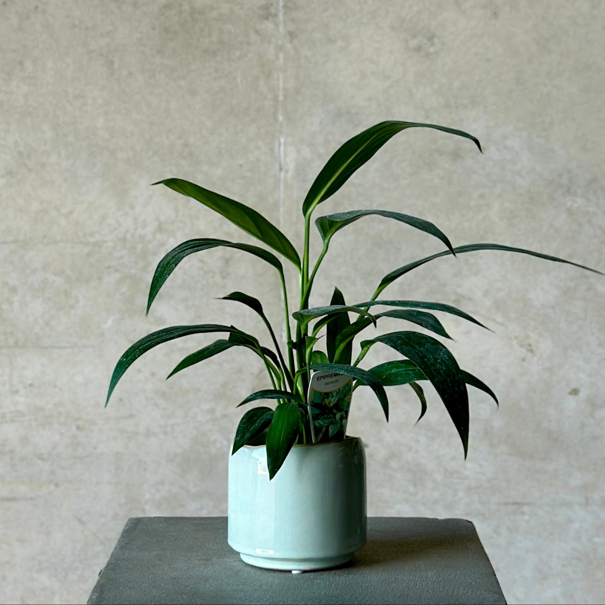 epipremnum pot plant in light blue glazed pot