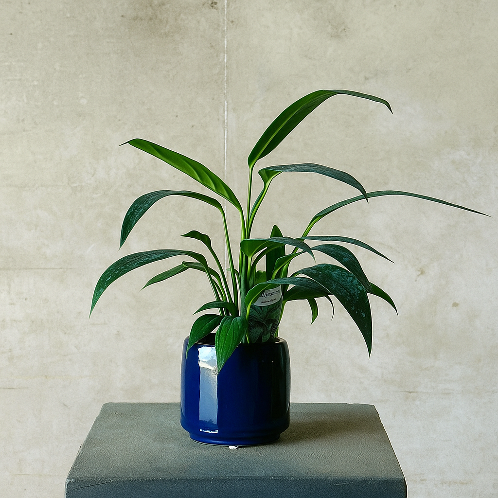 Navy Pot Plant + Candle