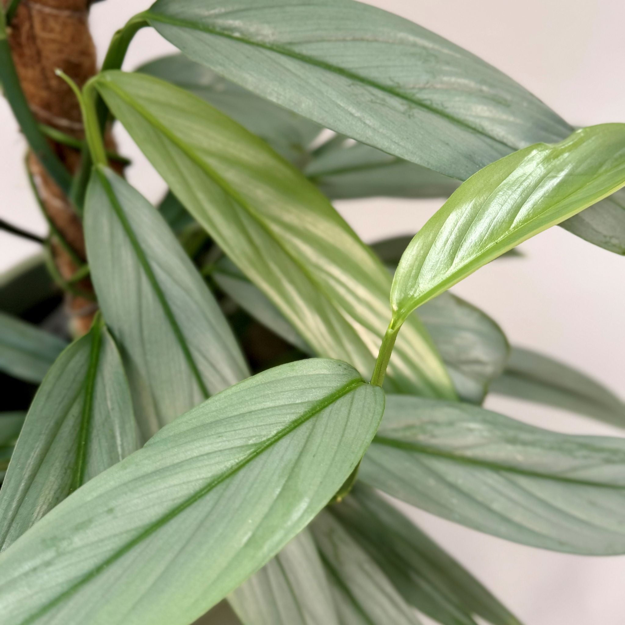 Epipremnum Amplissimum Silver