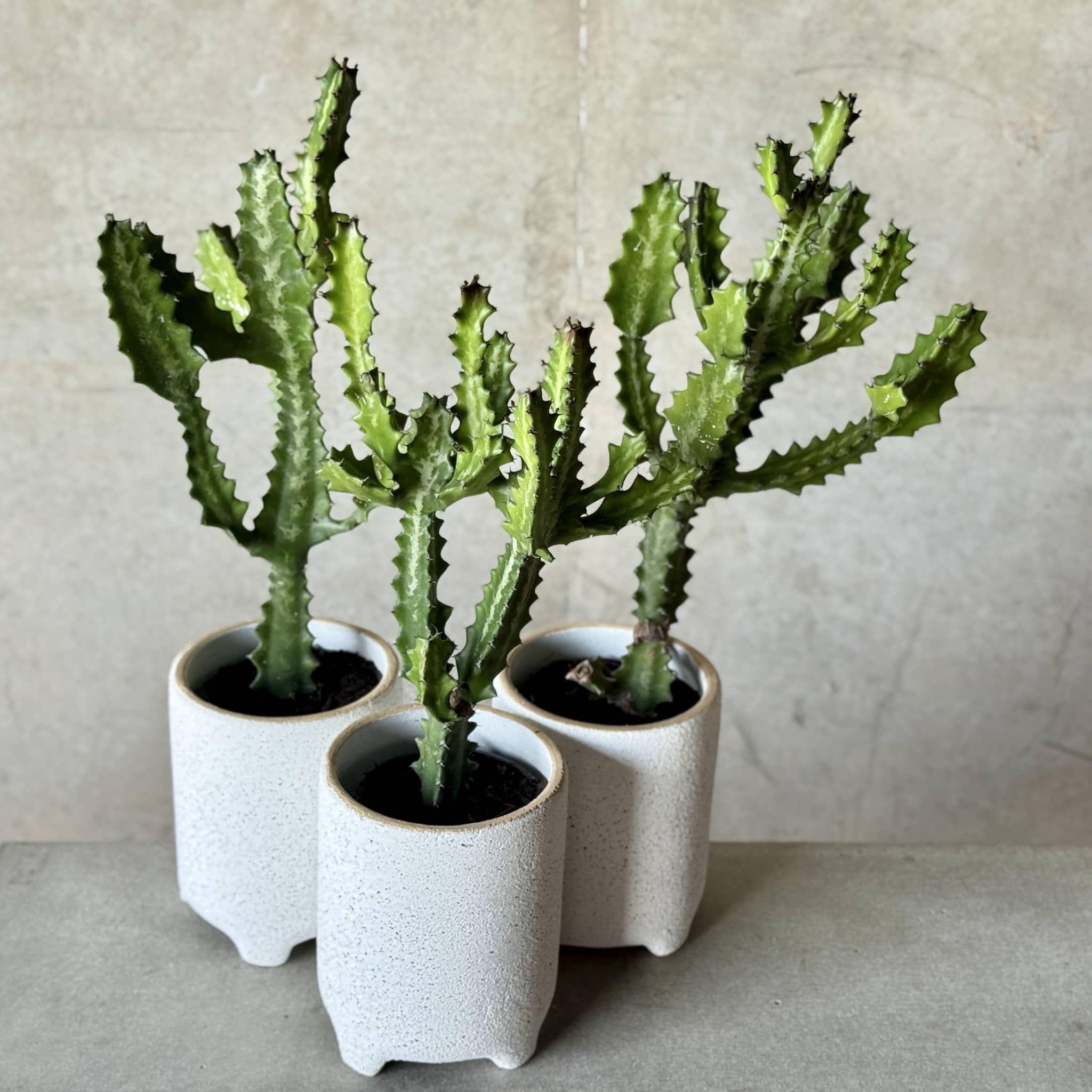 Three potted euphorbia lactea in white pots