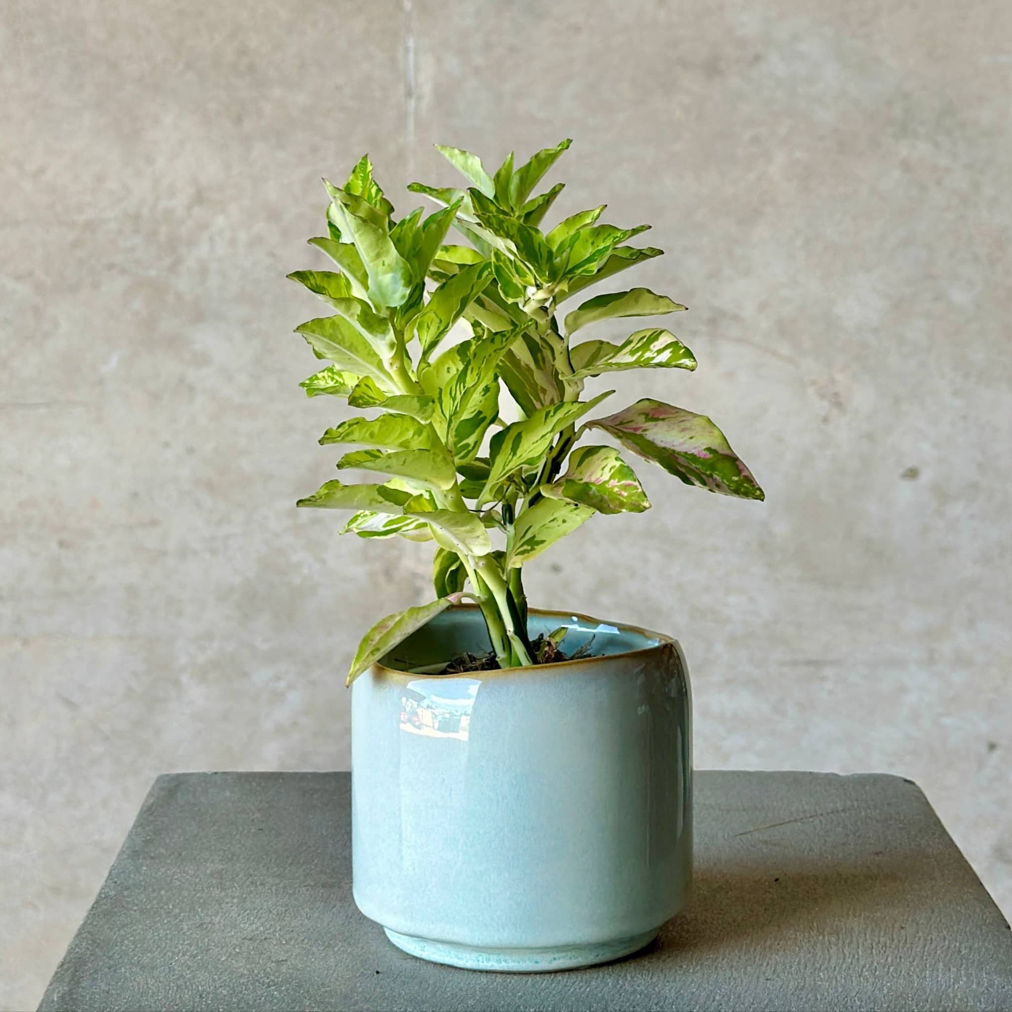 Potted plant in a light blue pot on a gray surface with a neutral background