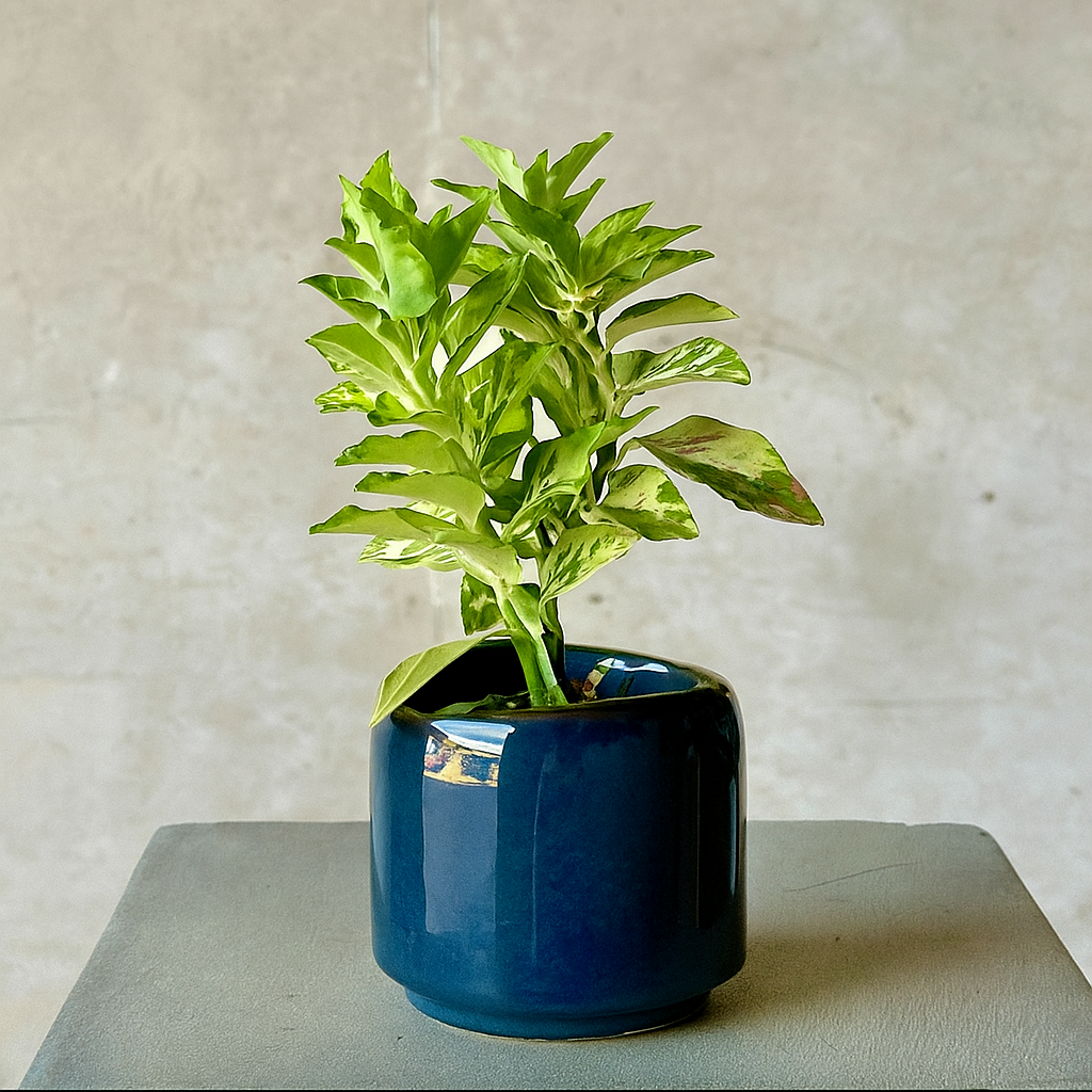 Navy Pot Plant + Candle