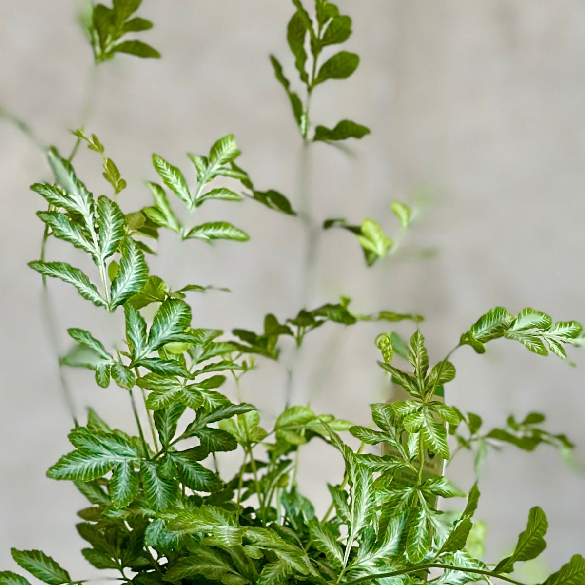 Pot Plant + Candle & Linen Spray