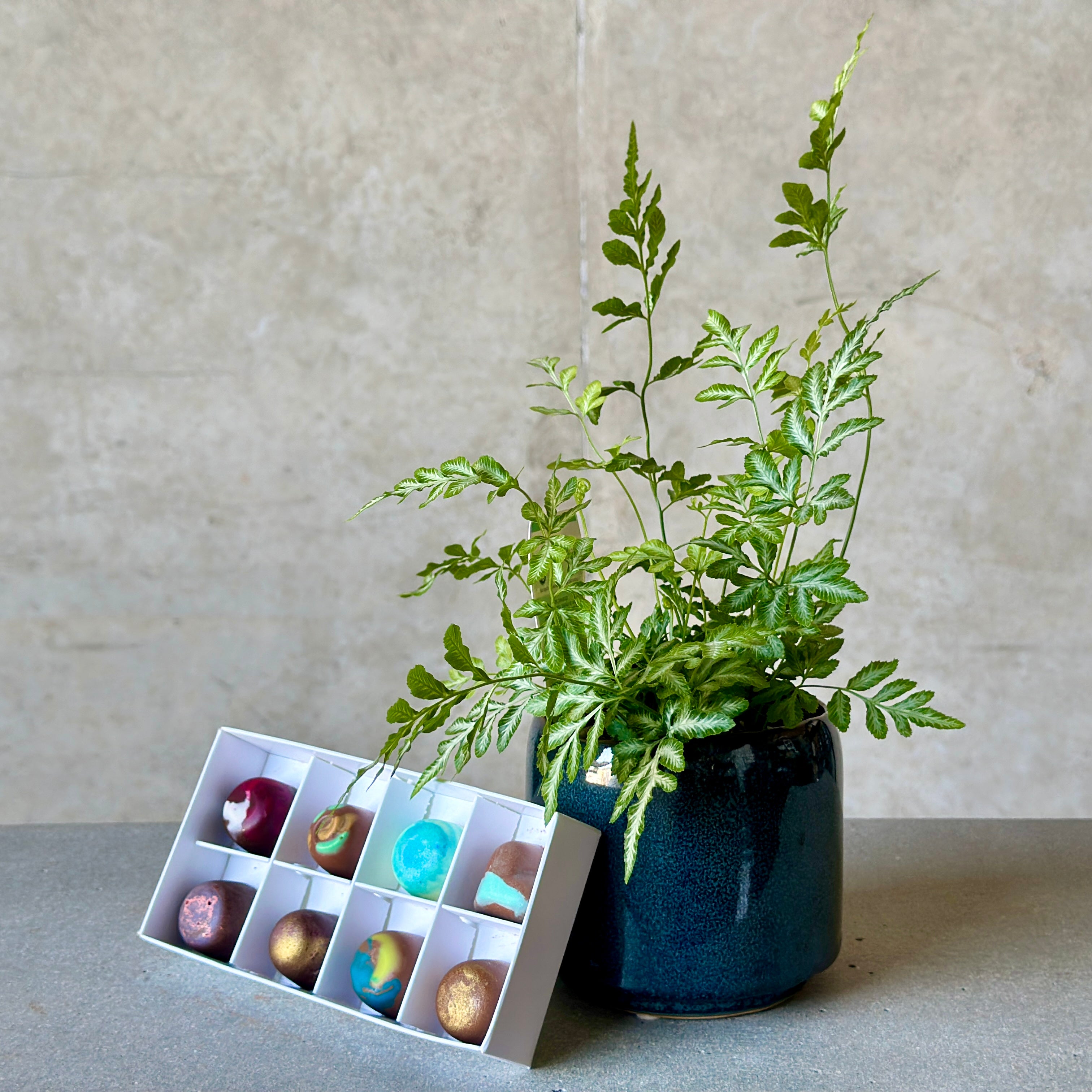 fern in glazed pot with chocolates - beija flor darwin