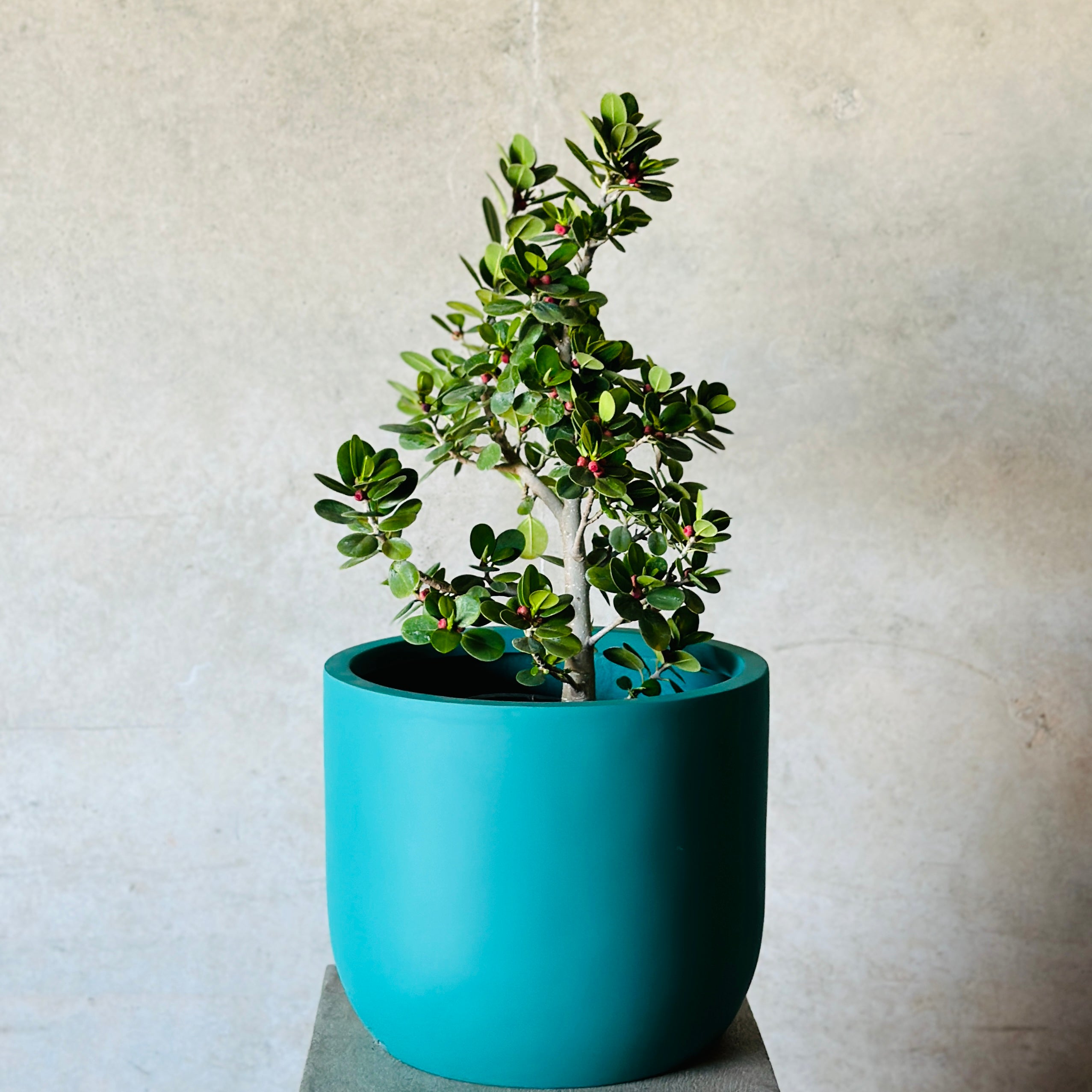 Large Ficus Pot Plant - Teal
