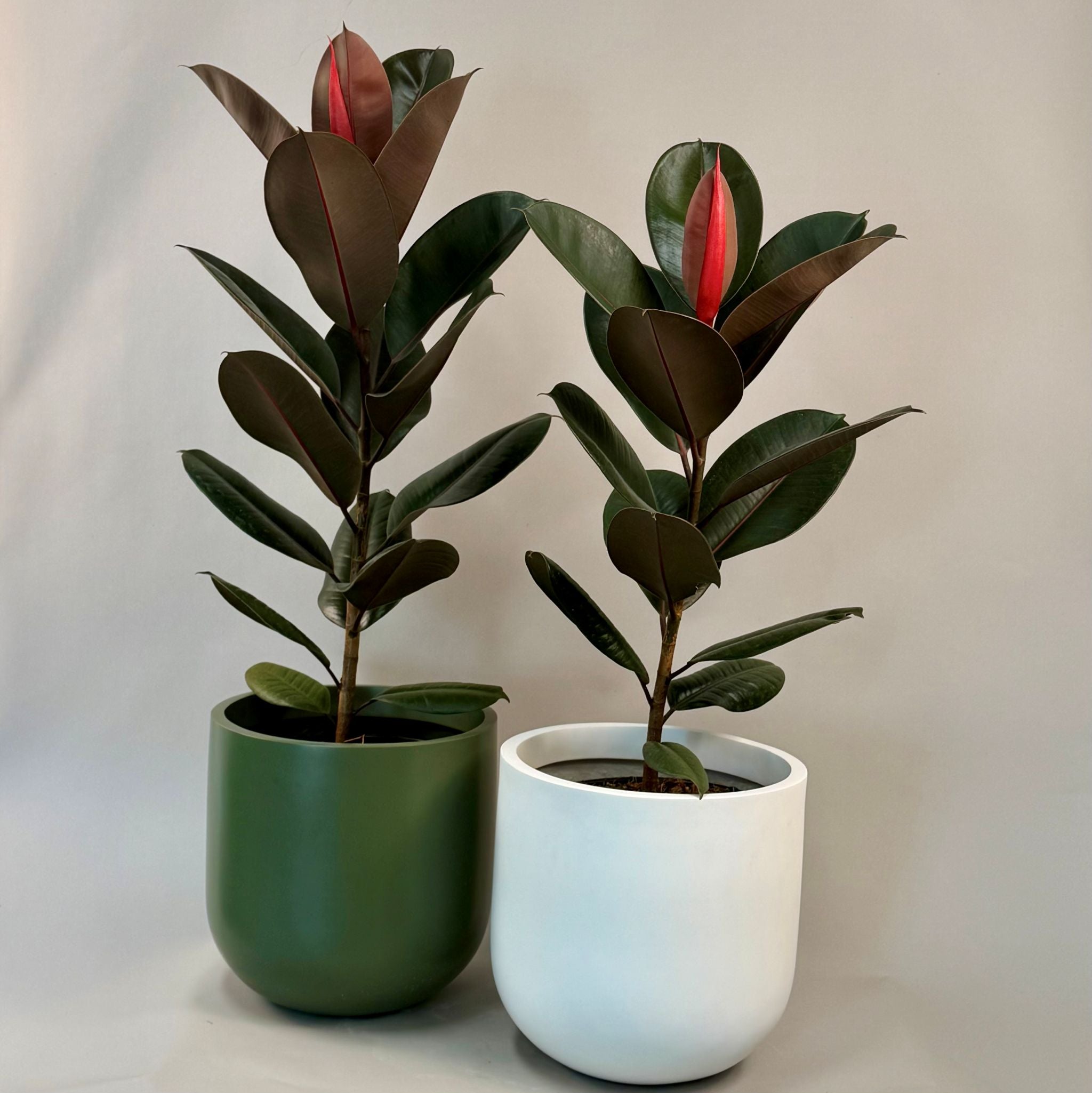 Ficus 'Burgundy' & Tromso Pot