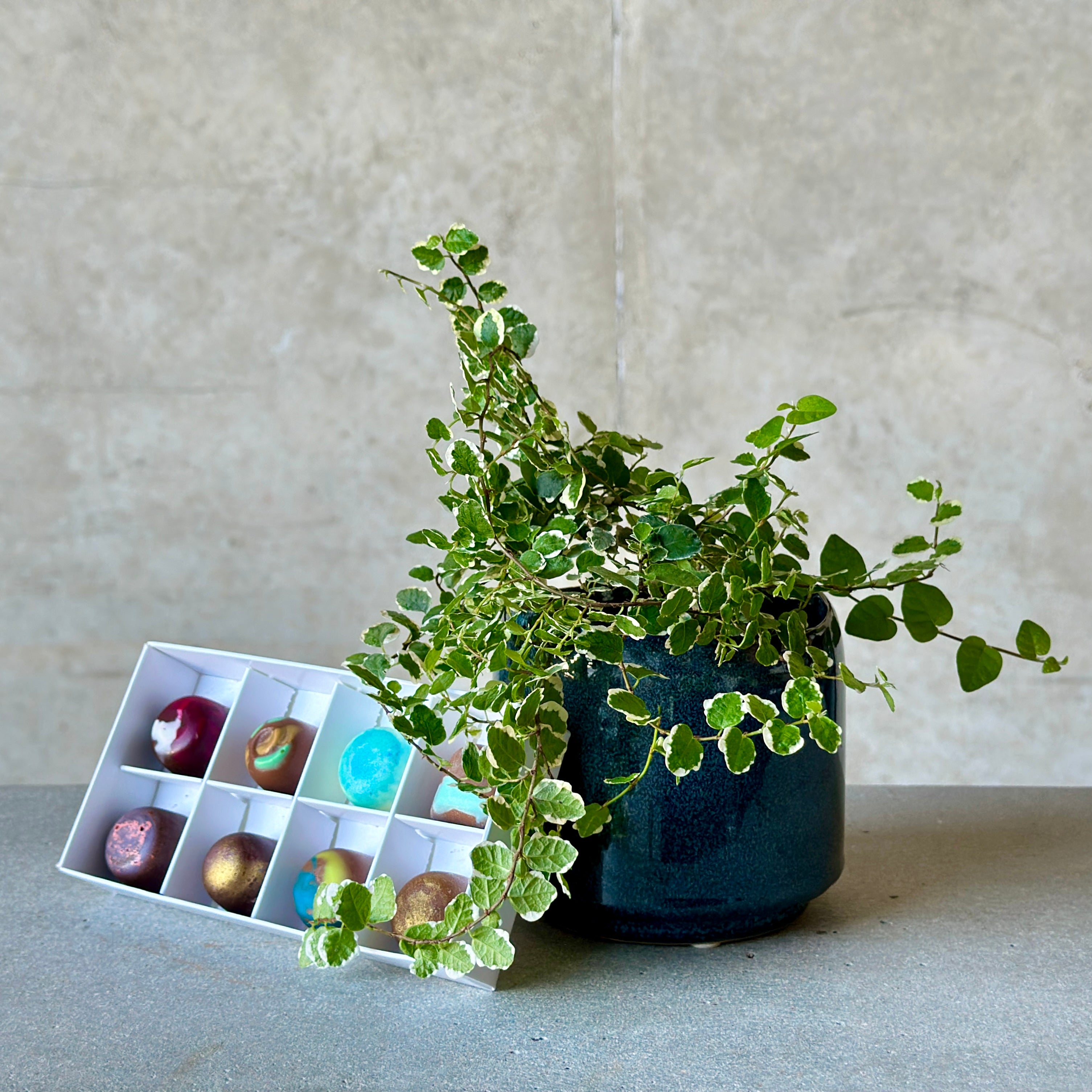 Navy Pot Plant + Chocs