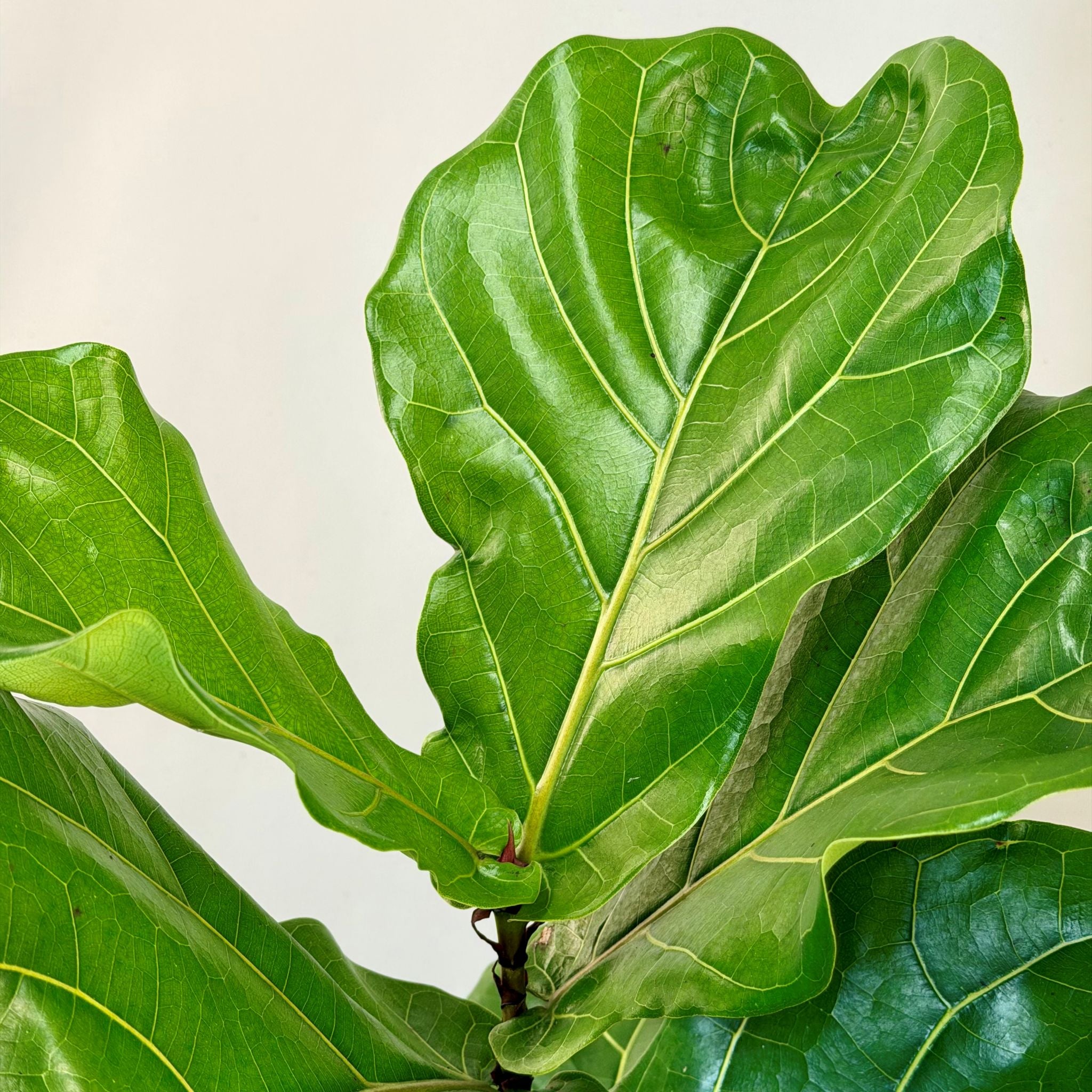 Fiddle Leaf Fig & Tromso Pot