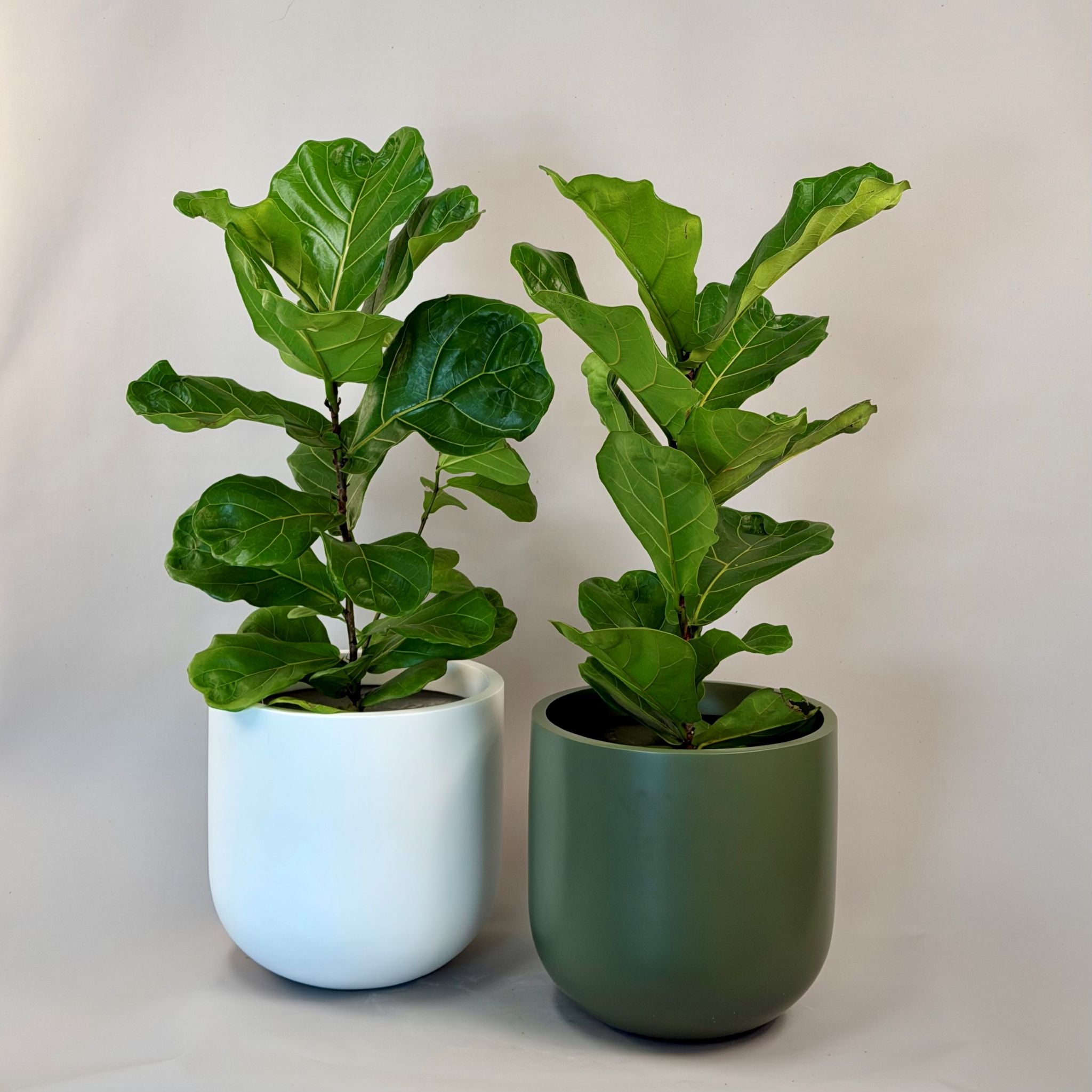 Fiddle Leaf Fig & Tromso Pot