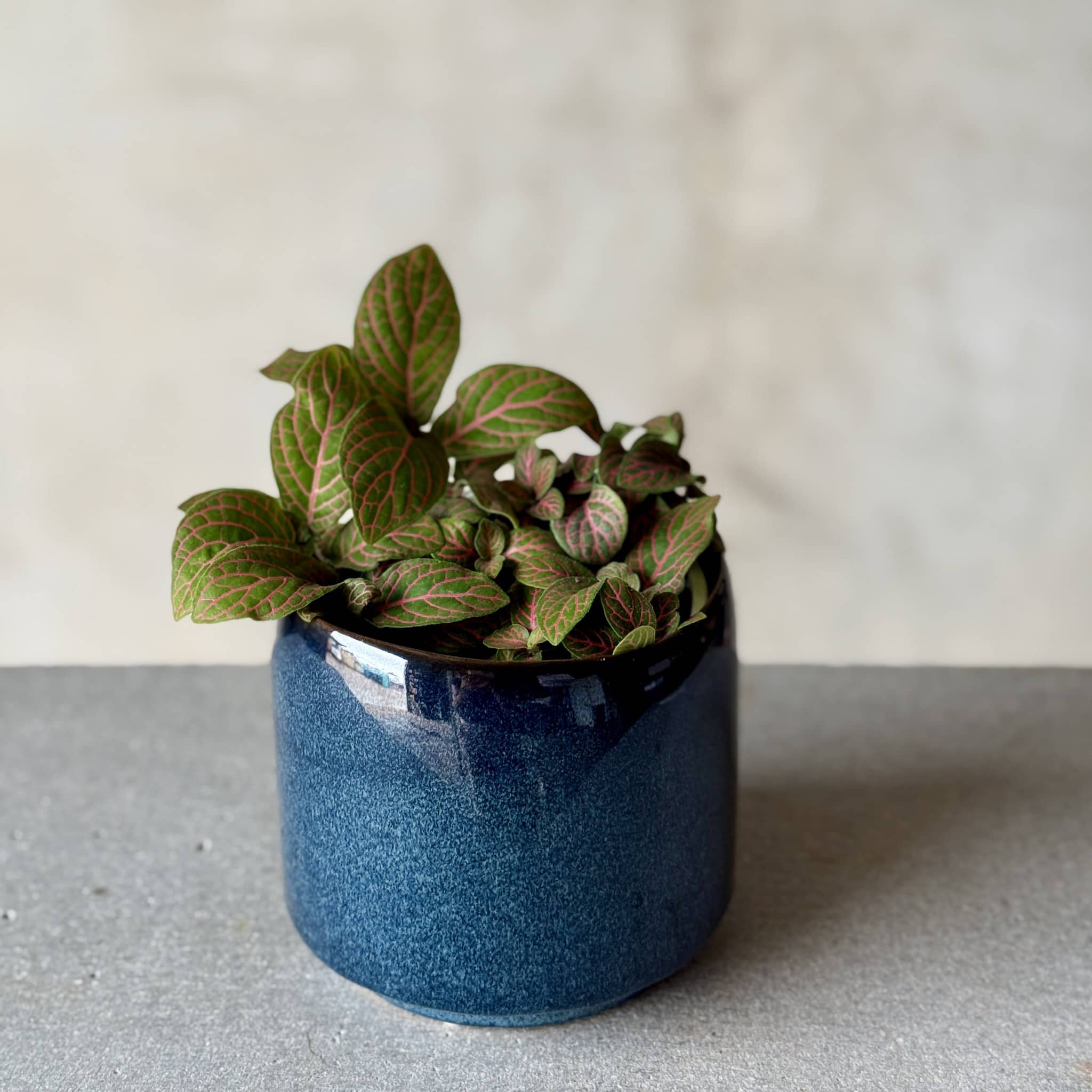 Navy Pot Plant + Chocs