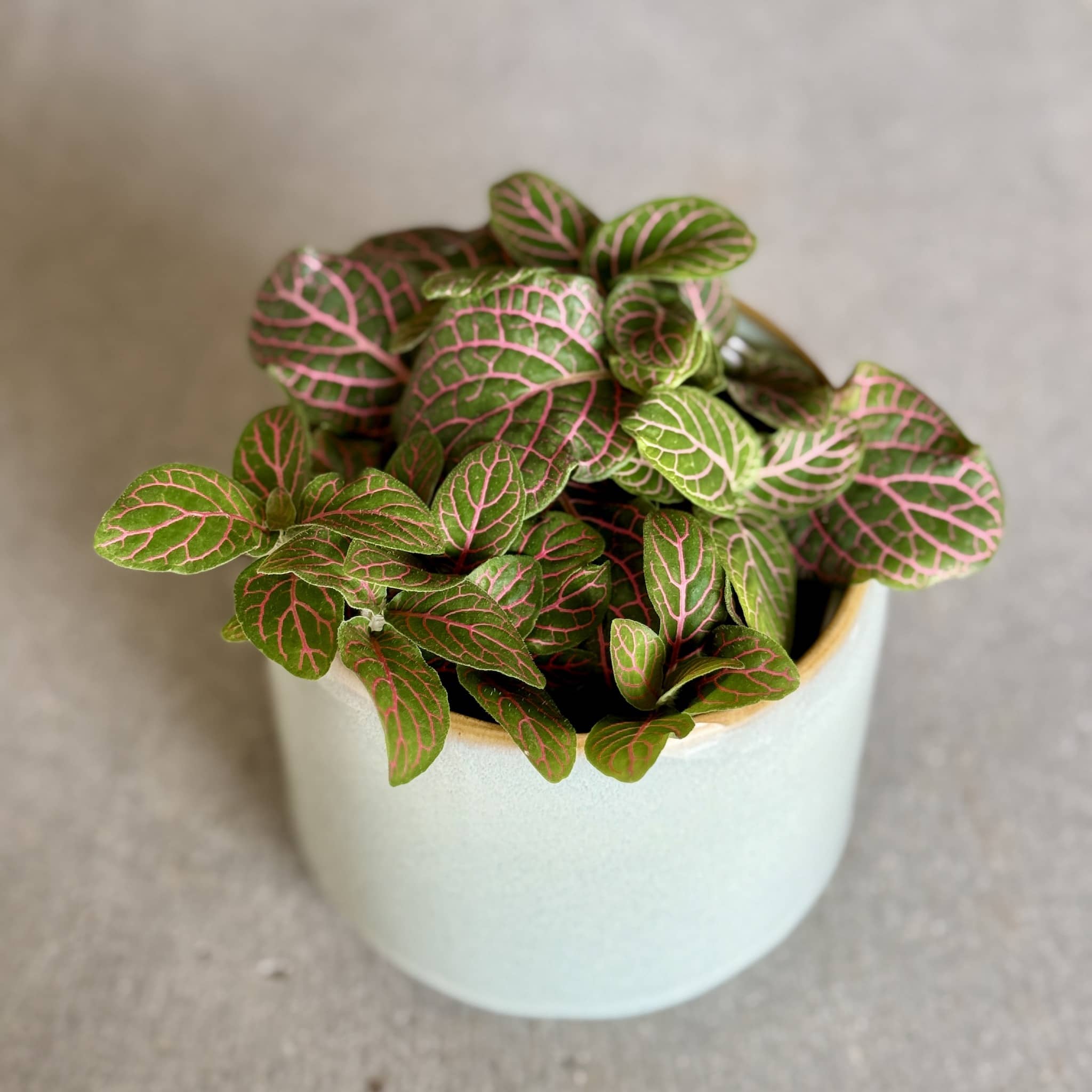 Sky Pot Plant + Chocs