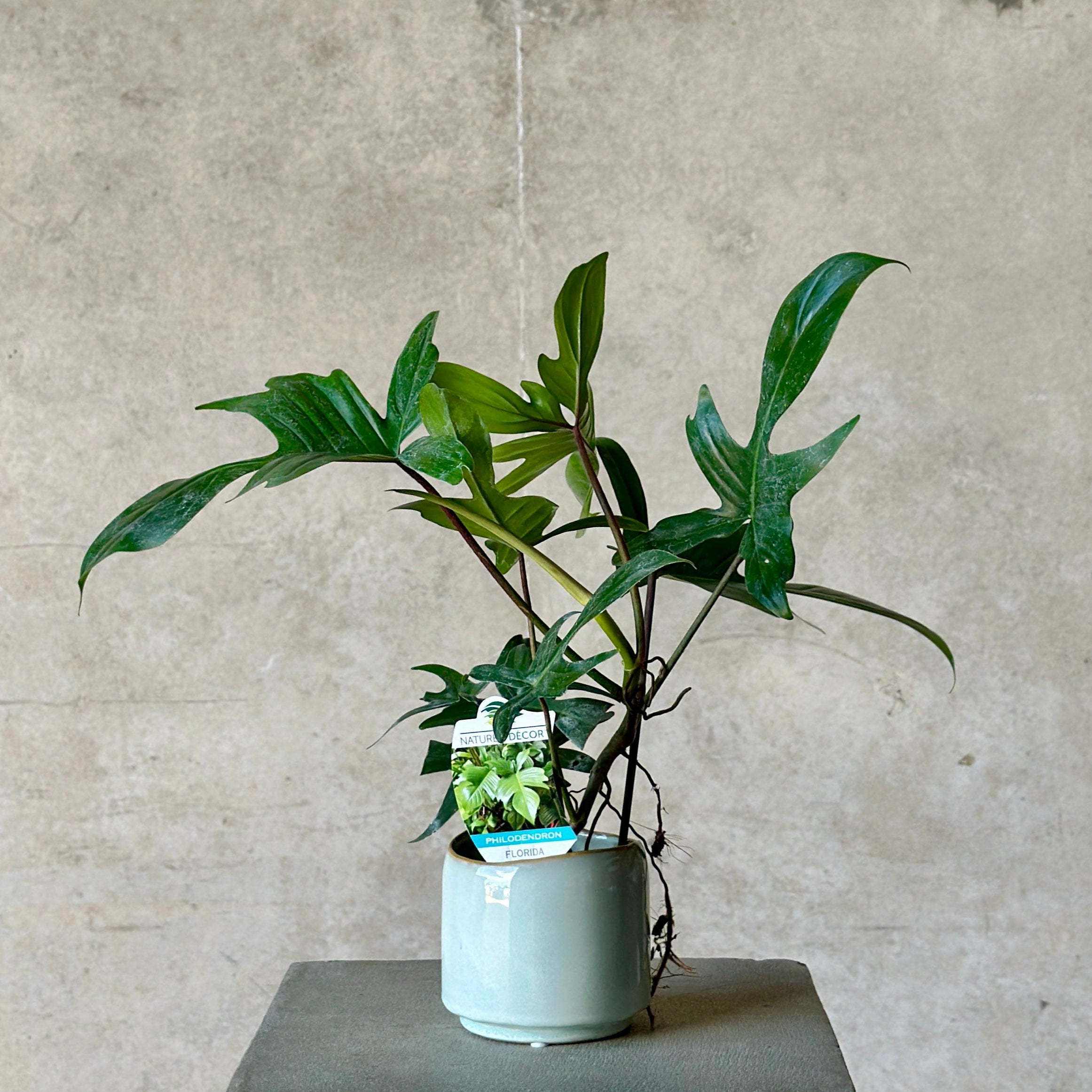 philodendron florida green in light blue glazed pot