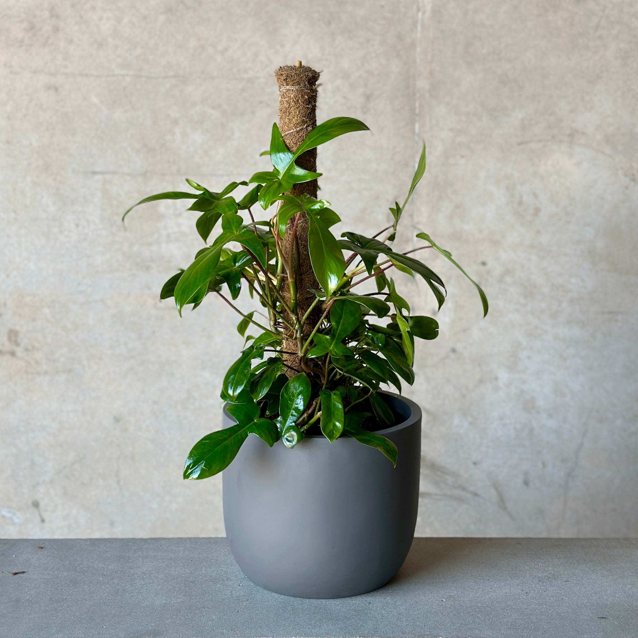 Philodendron Florida Green in Dark Grey Planter