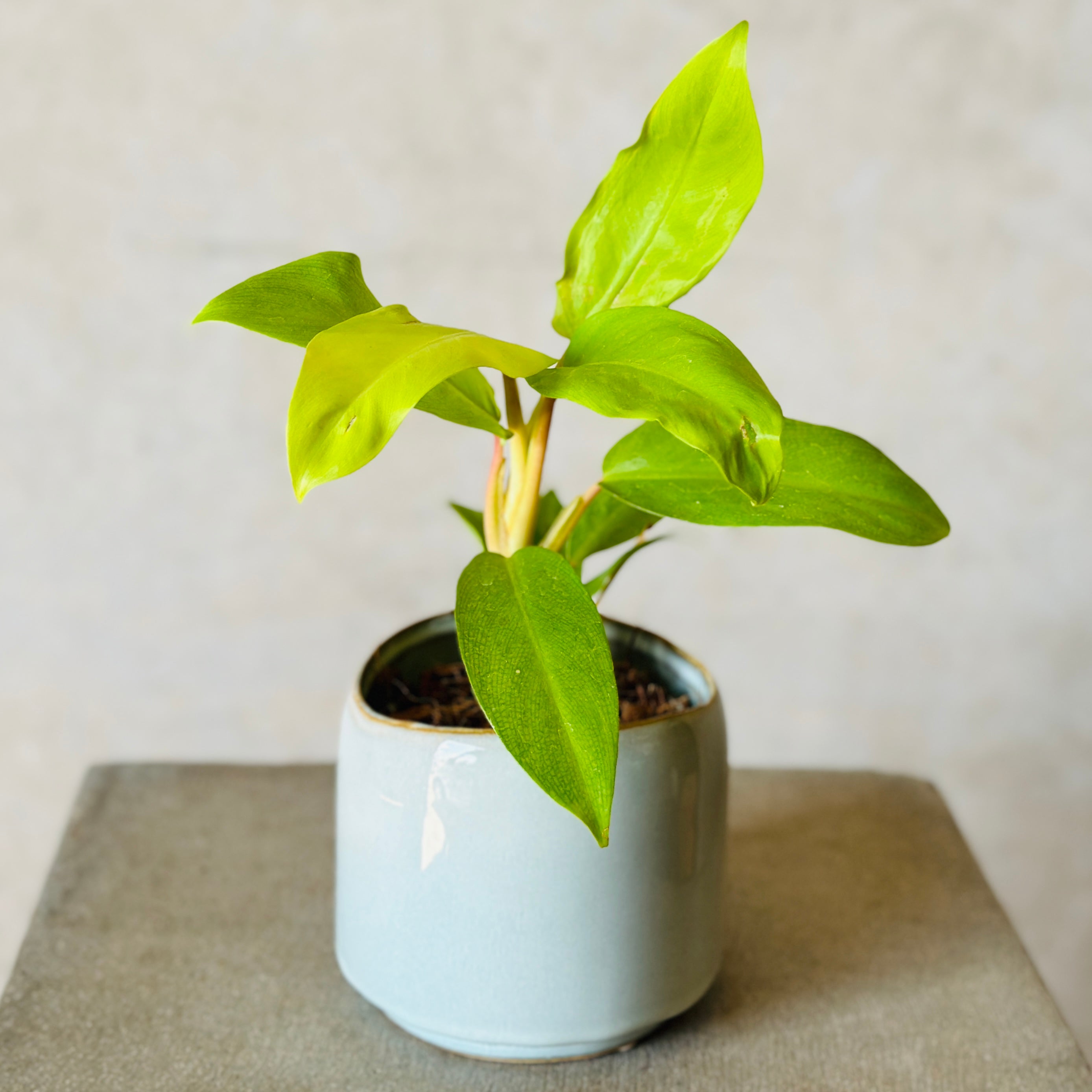 Sky Pot Plant + Candle