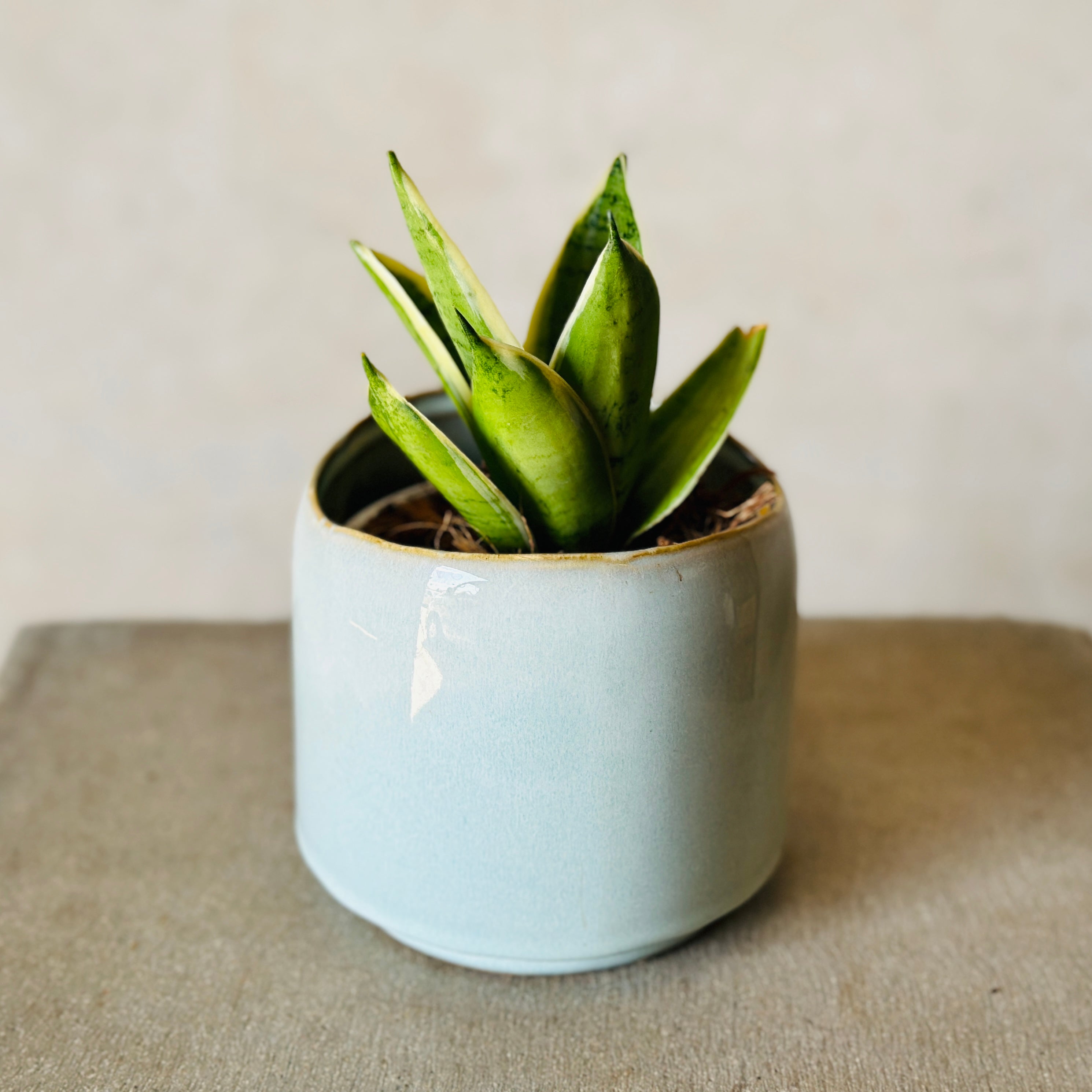 Sky Pot Plant + Candle