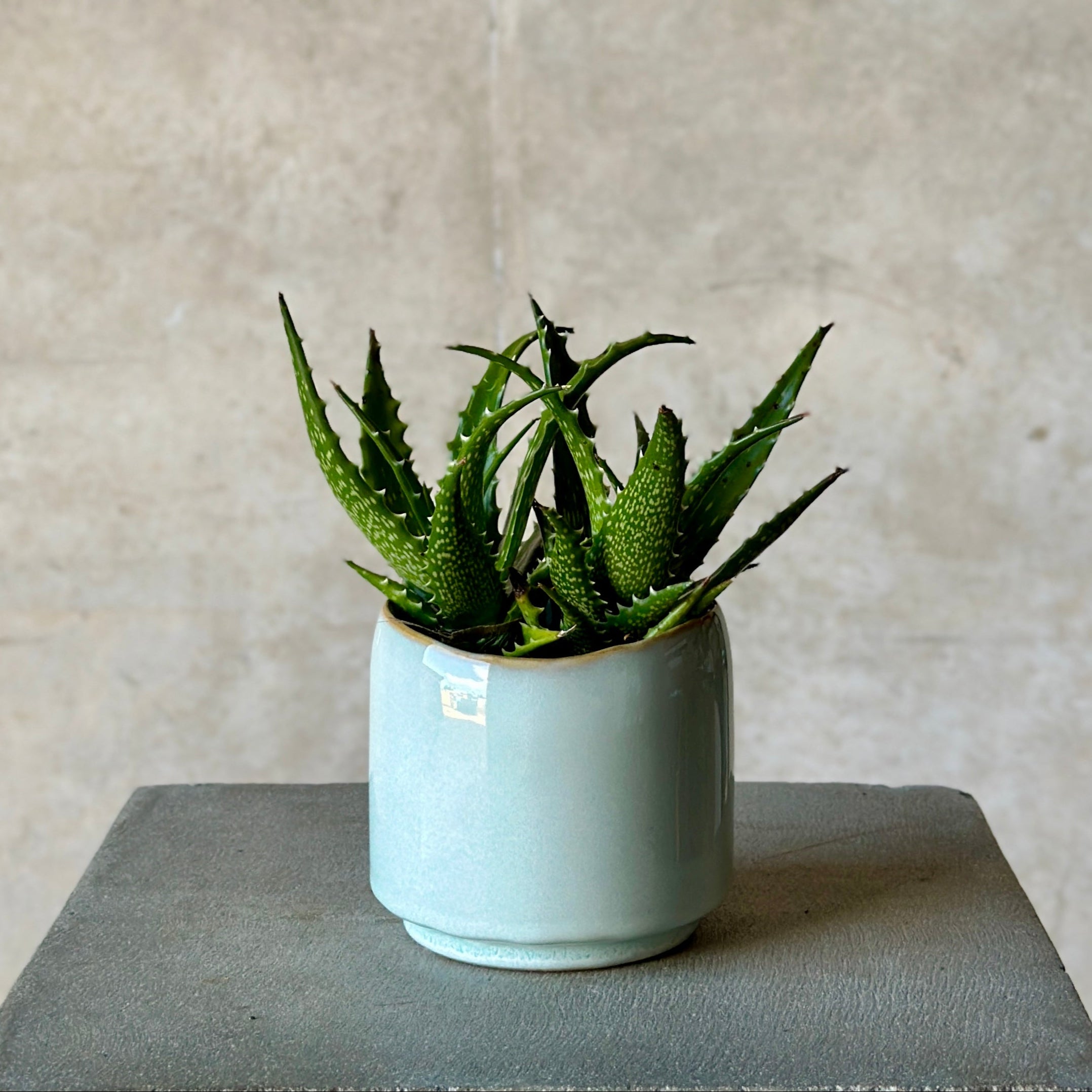 green aloe pot plant in light blue glazed pot