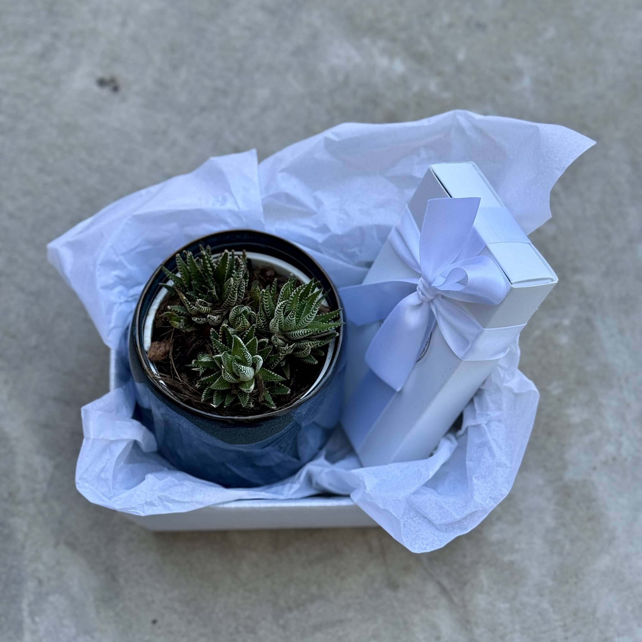 Sky Pot Plant + Chocs