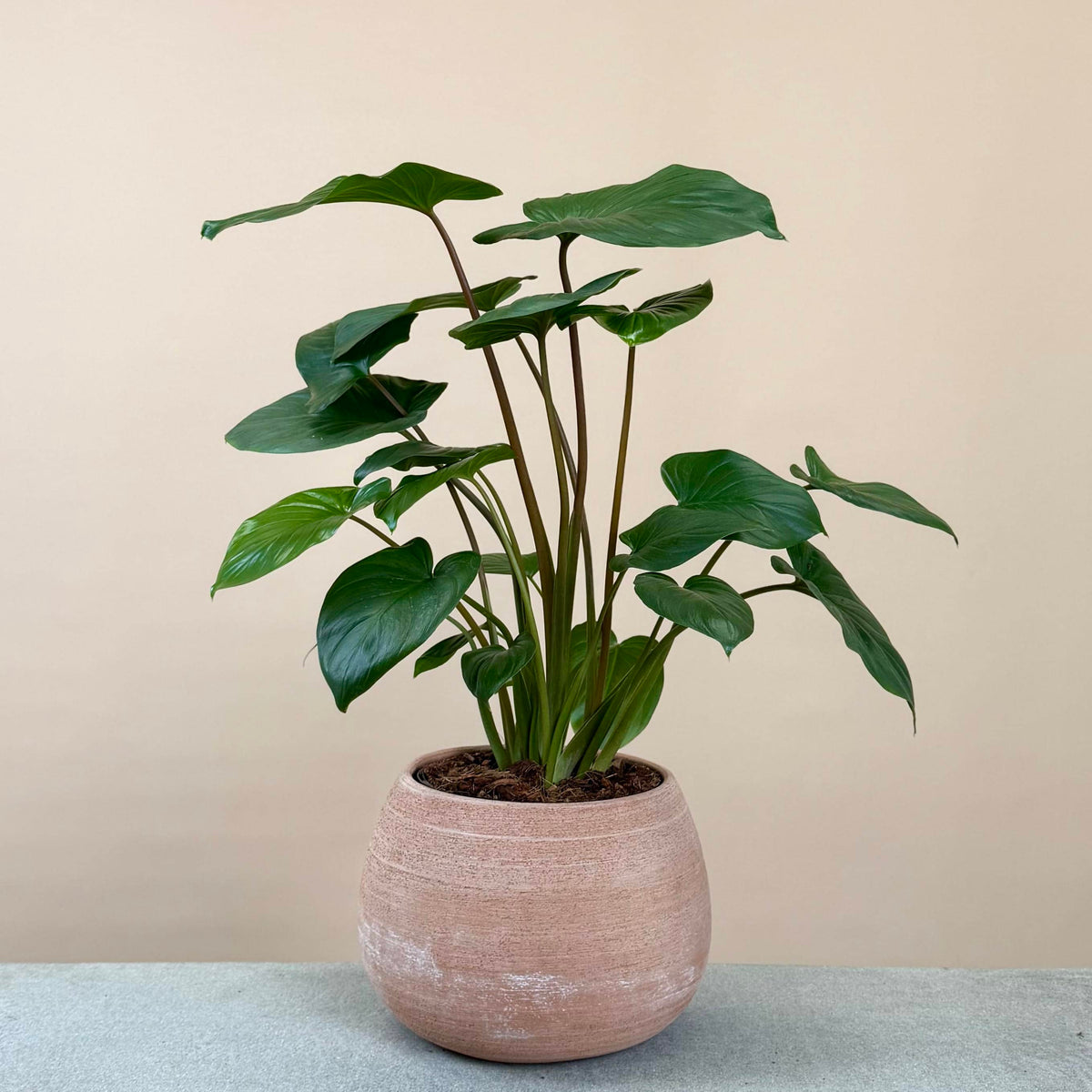 Homalomena in Terracotta