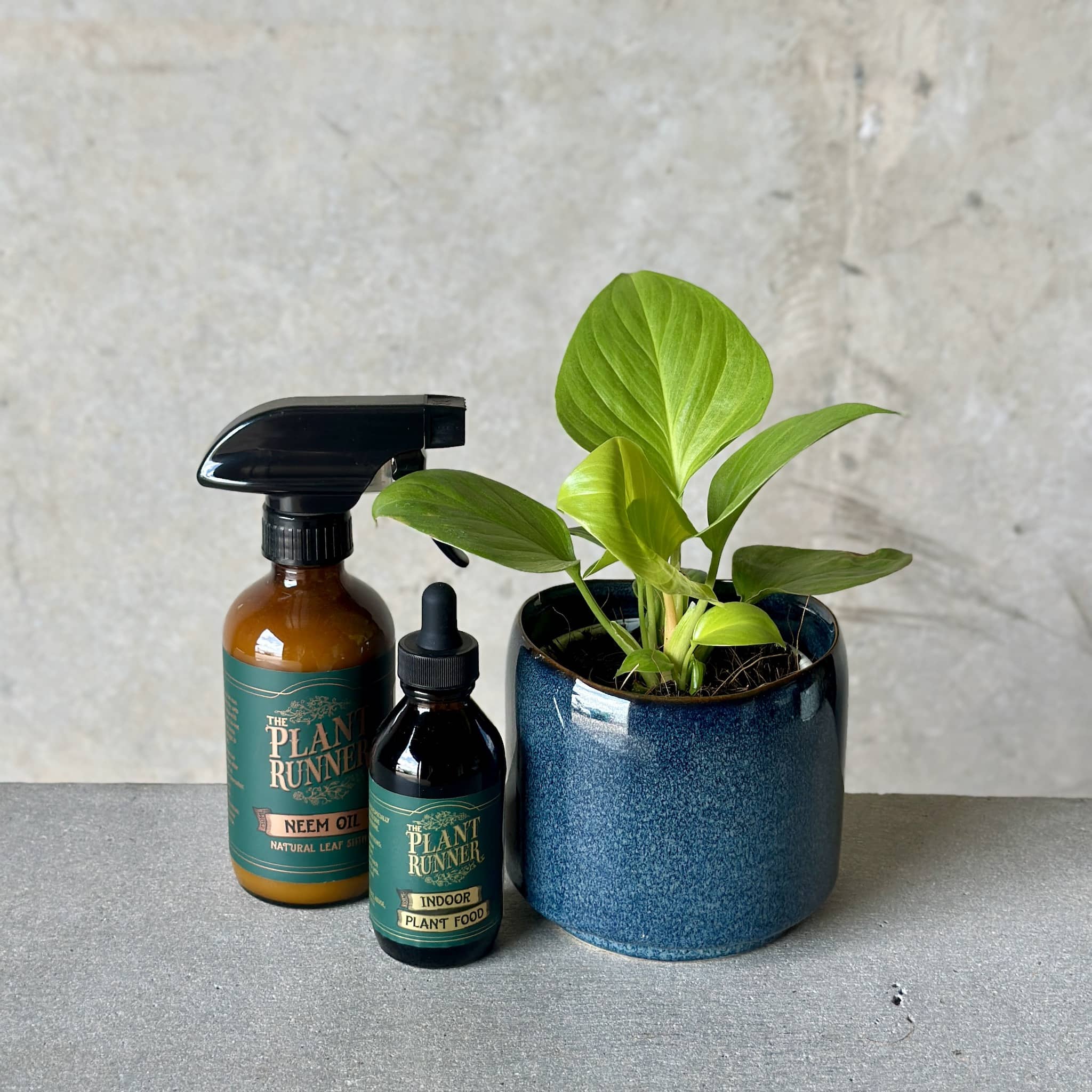 Navy Pot Plant + Care Duo