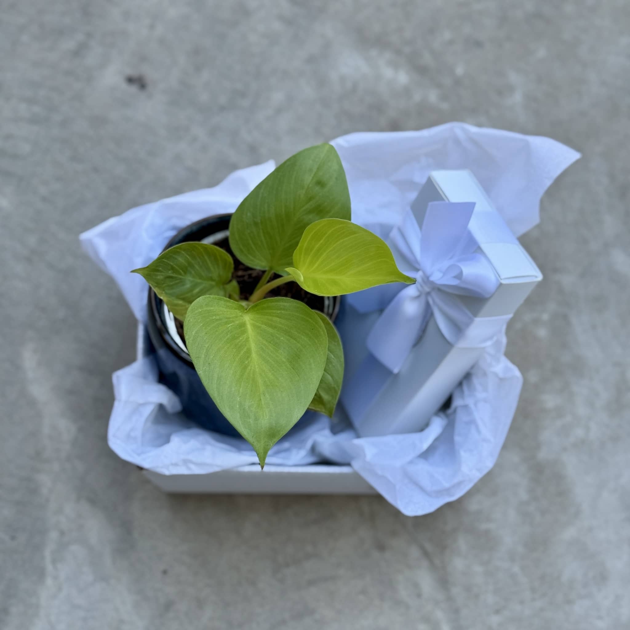 Sky Pot Plant + Chocs