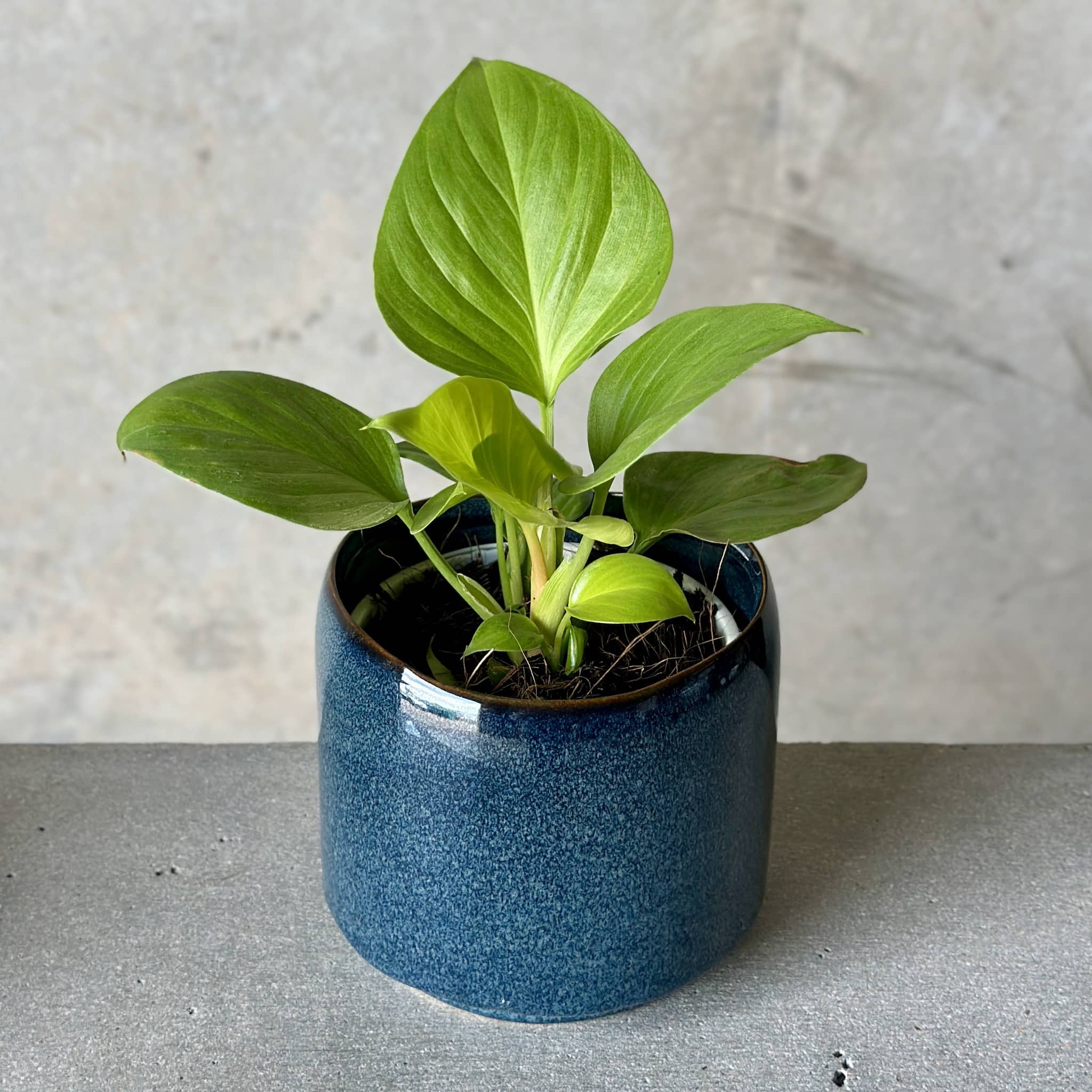 Navy Pot Plant + Candle