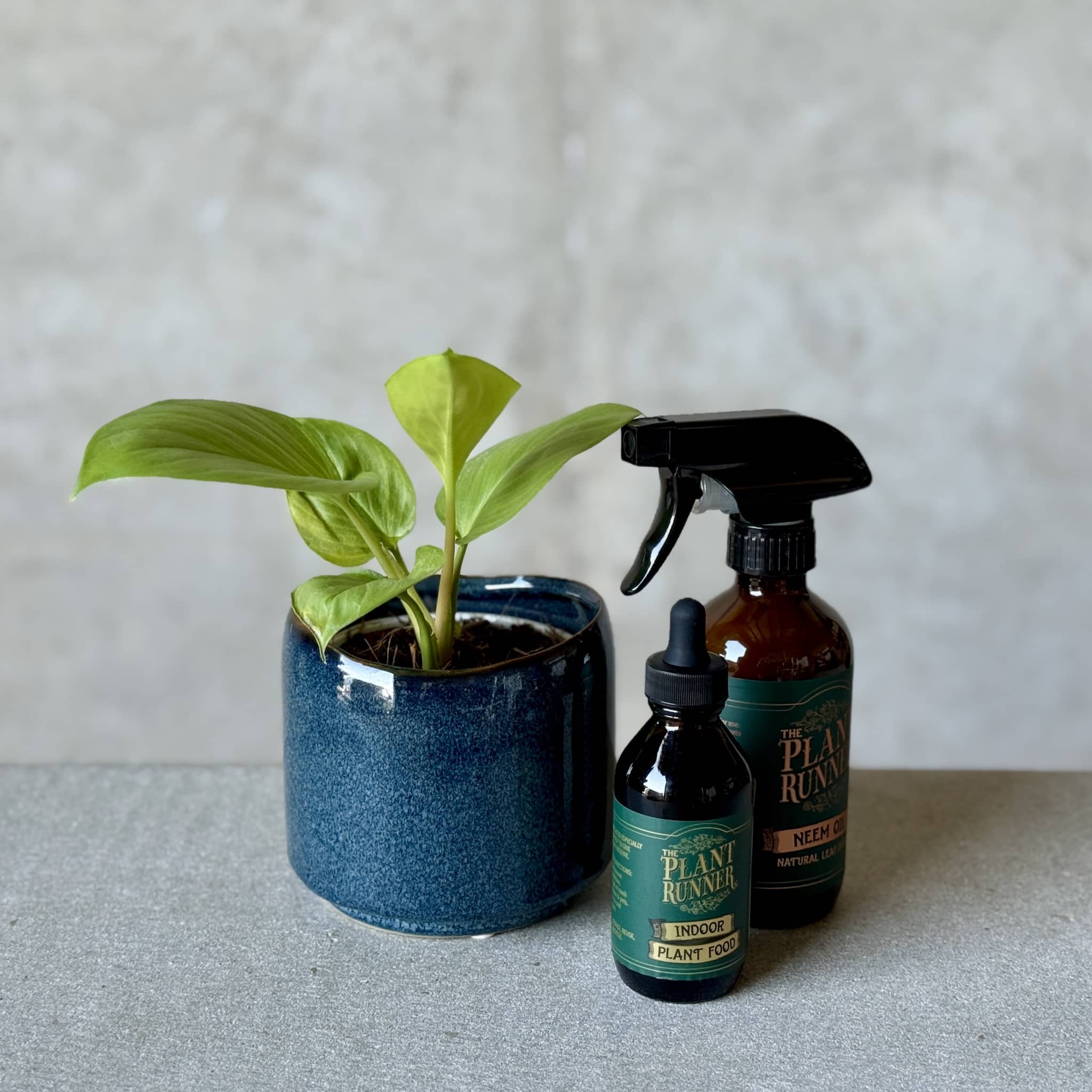 Navy Pot Plant + Care Duo