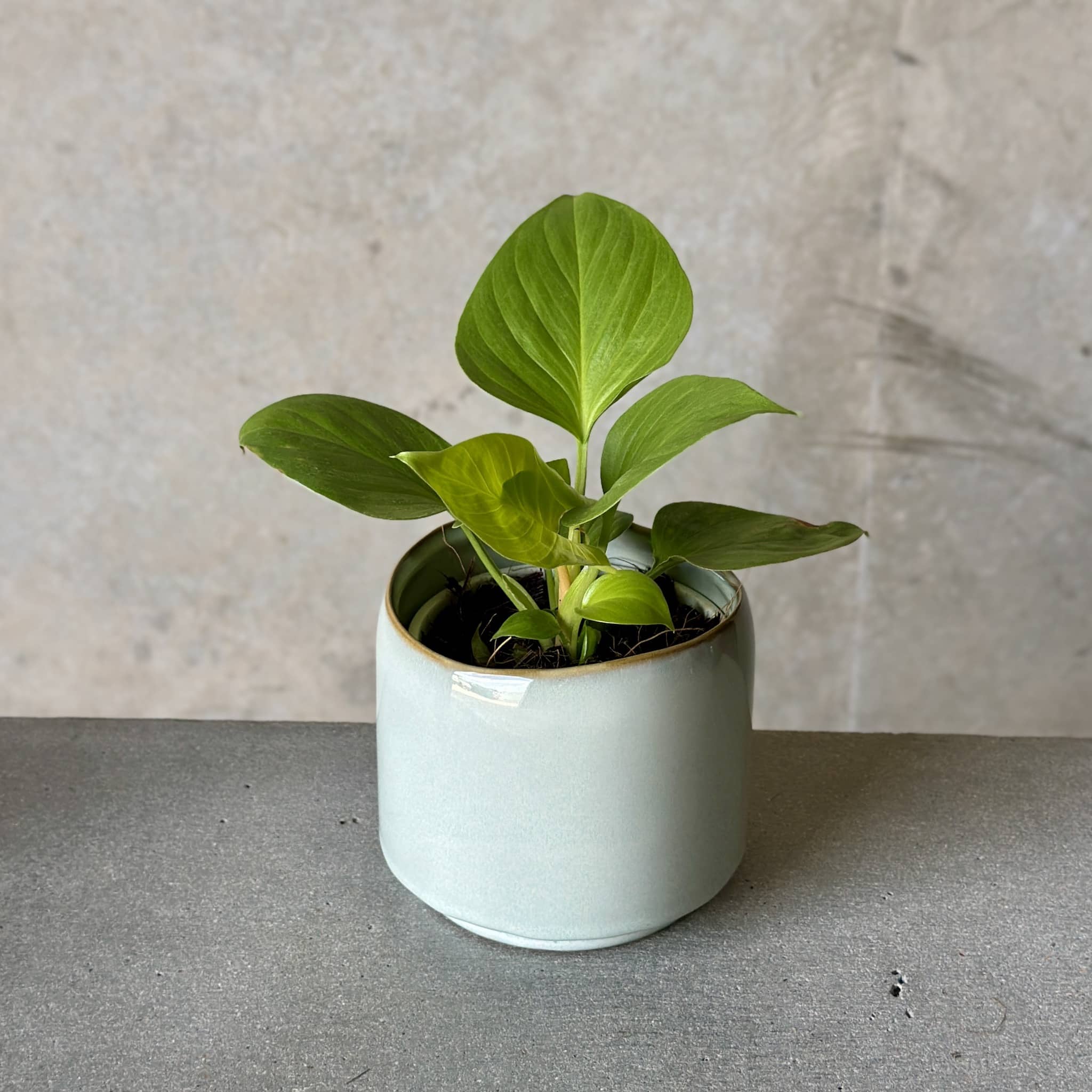 Sky Pot Plant + Candle