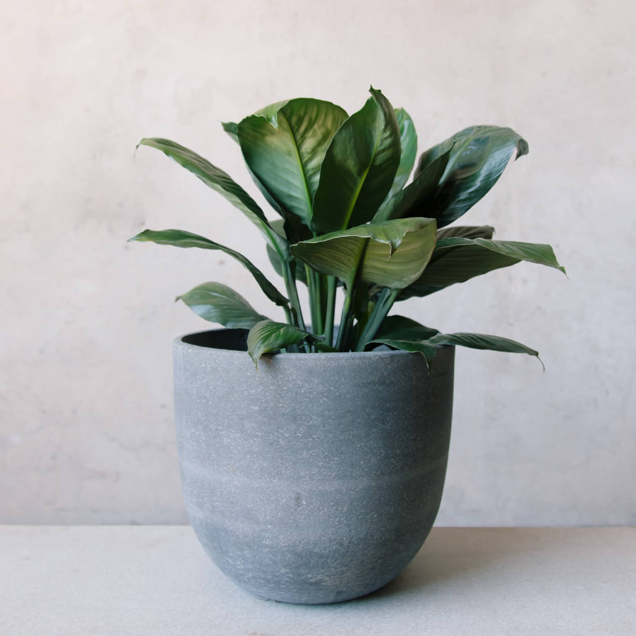 Spathiphyllum Sensation - Peace Lily in Cement Egg Planter