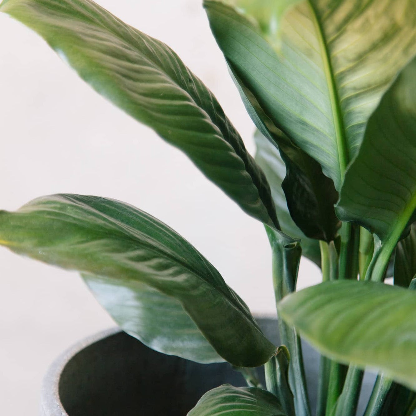 Spathiphyllum Sensation - Peace Lily in Cement Egg Planter