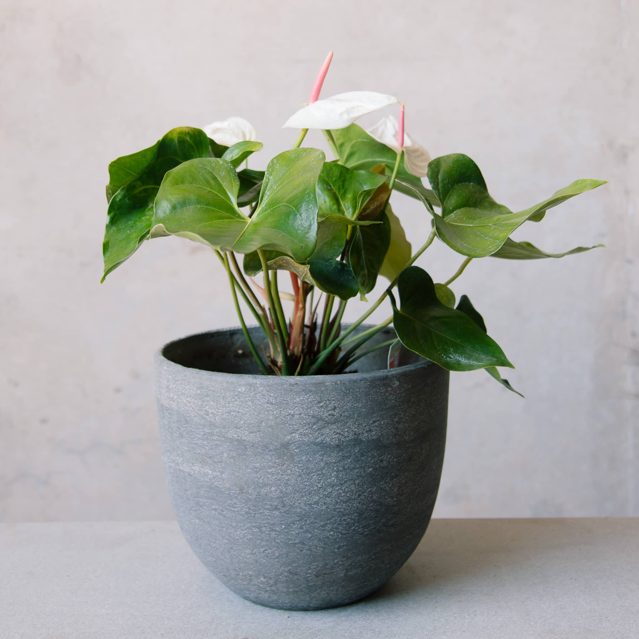 Anthurium in Cement Egg Planter