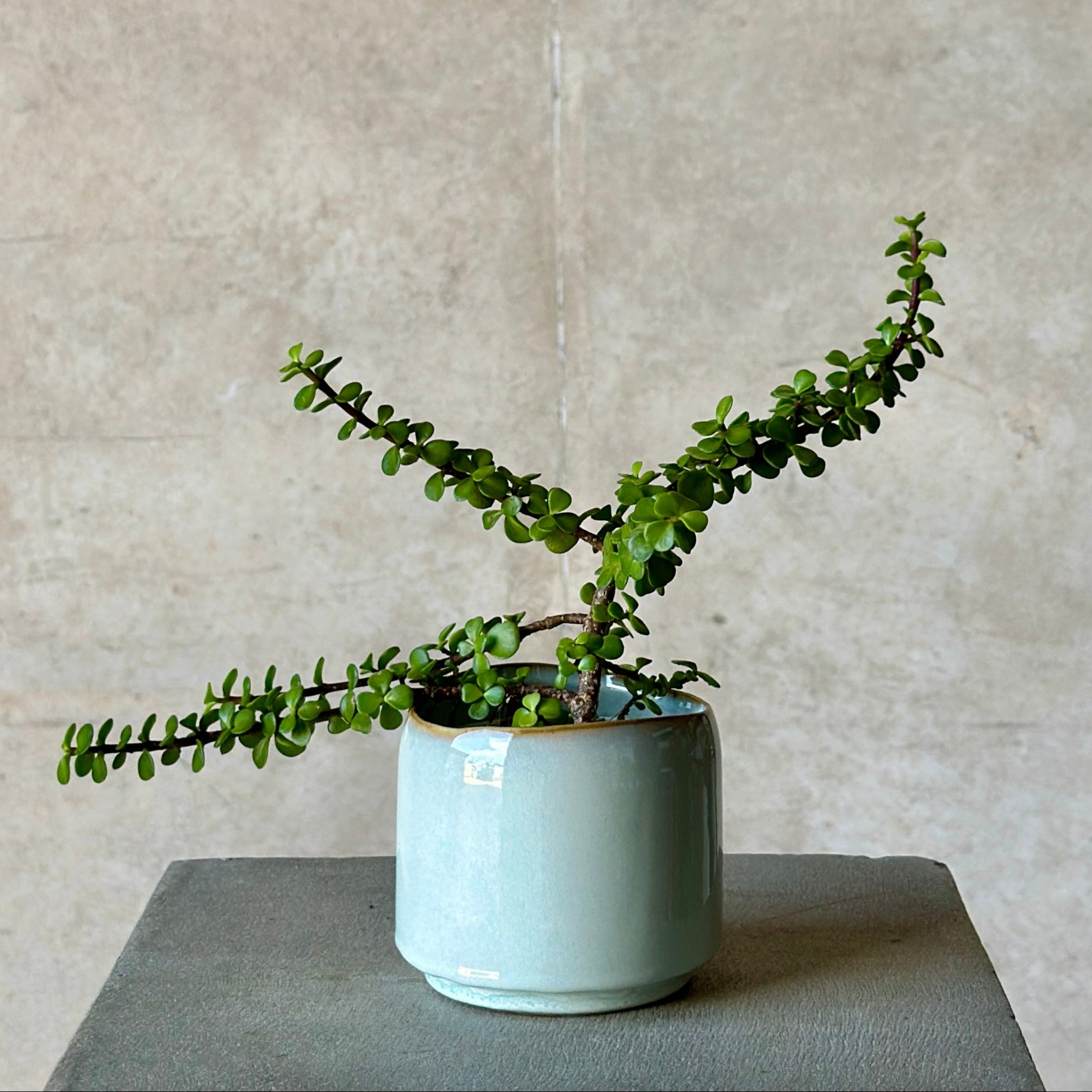 jade pot plant in light blue glazed pot