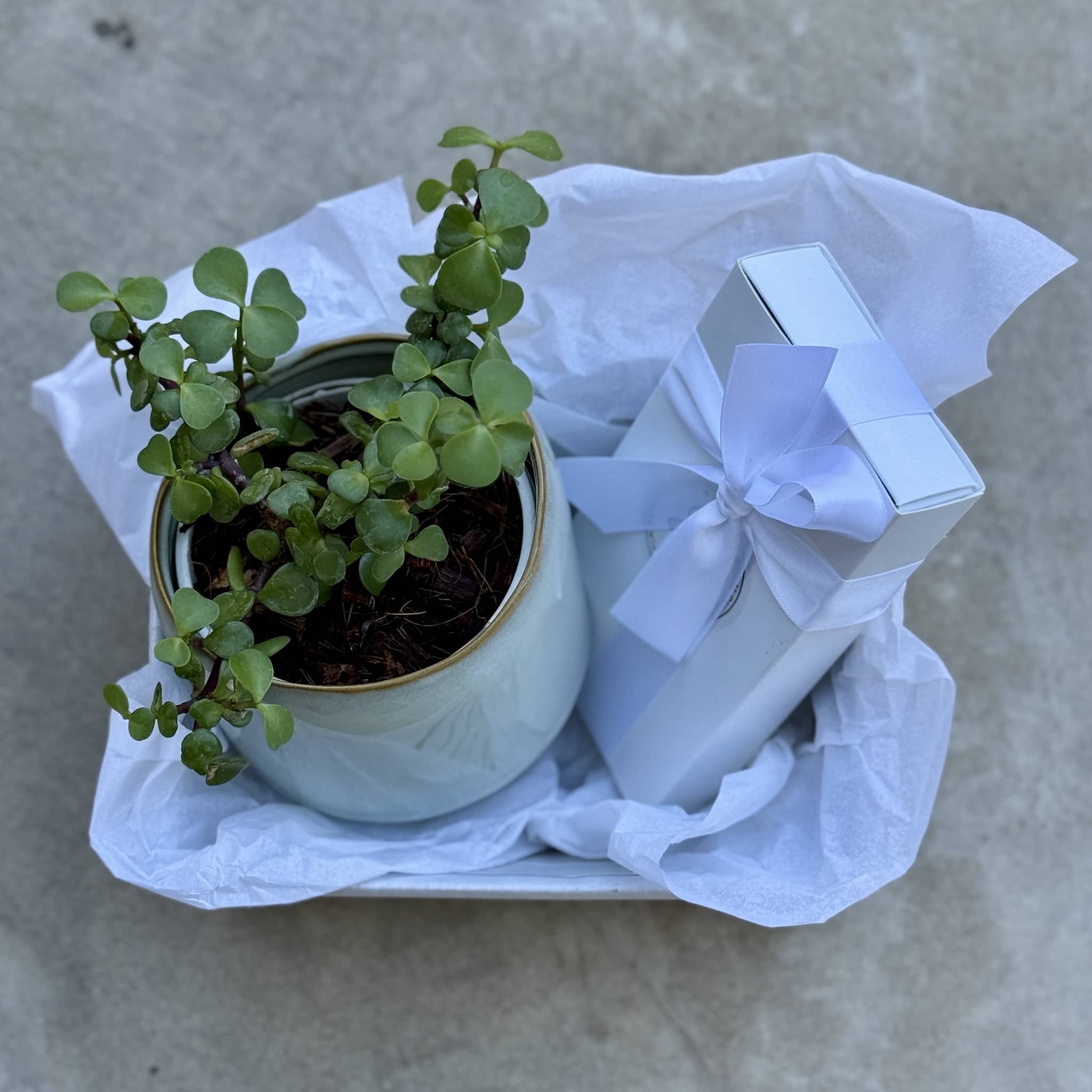 Sky Pot Plant + Chocs