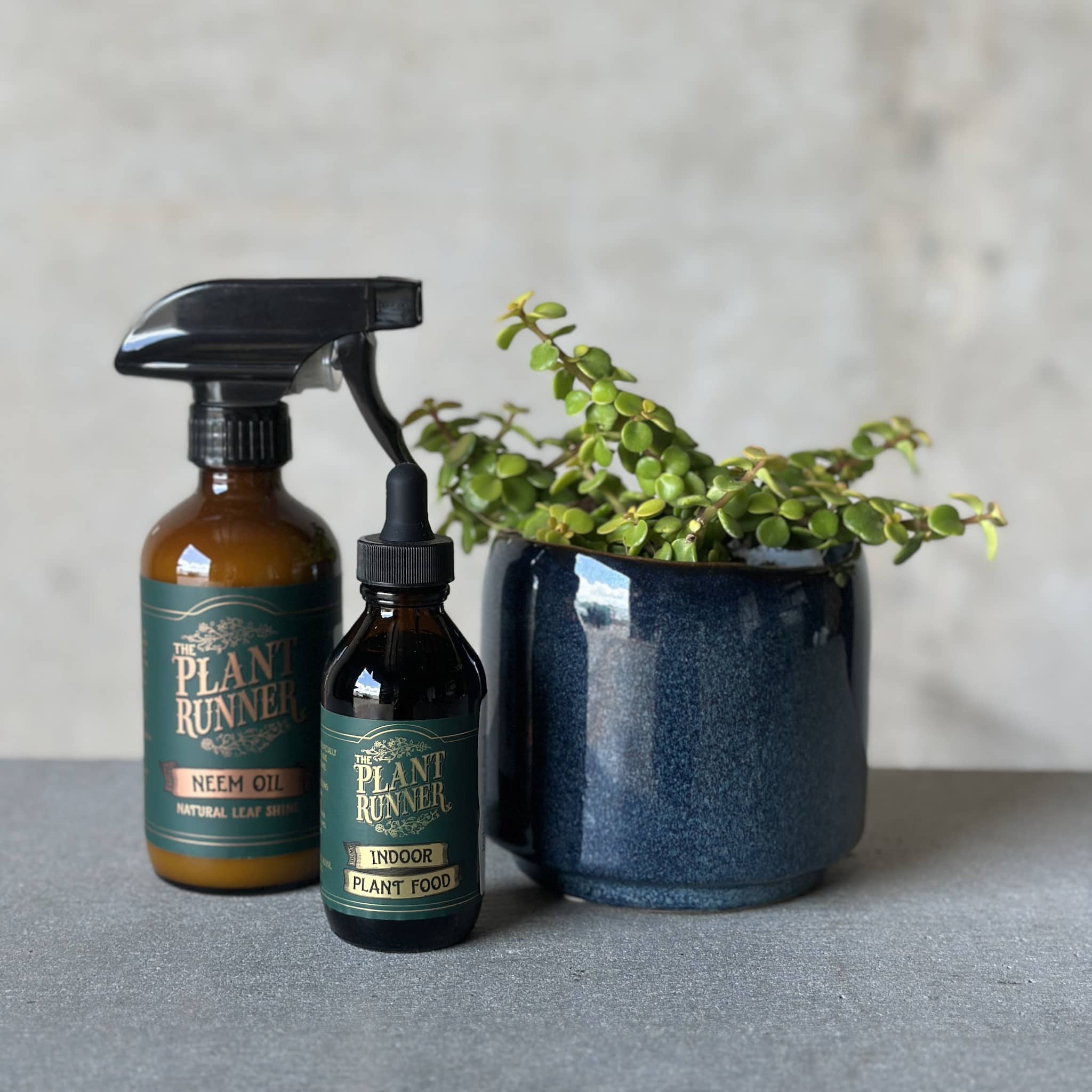 Navy Pot Plant + Care Duo