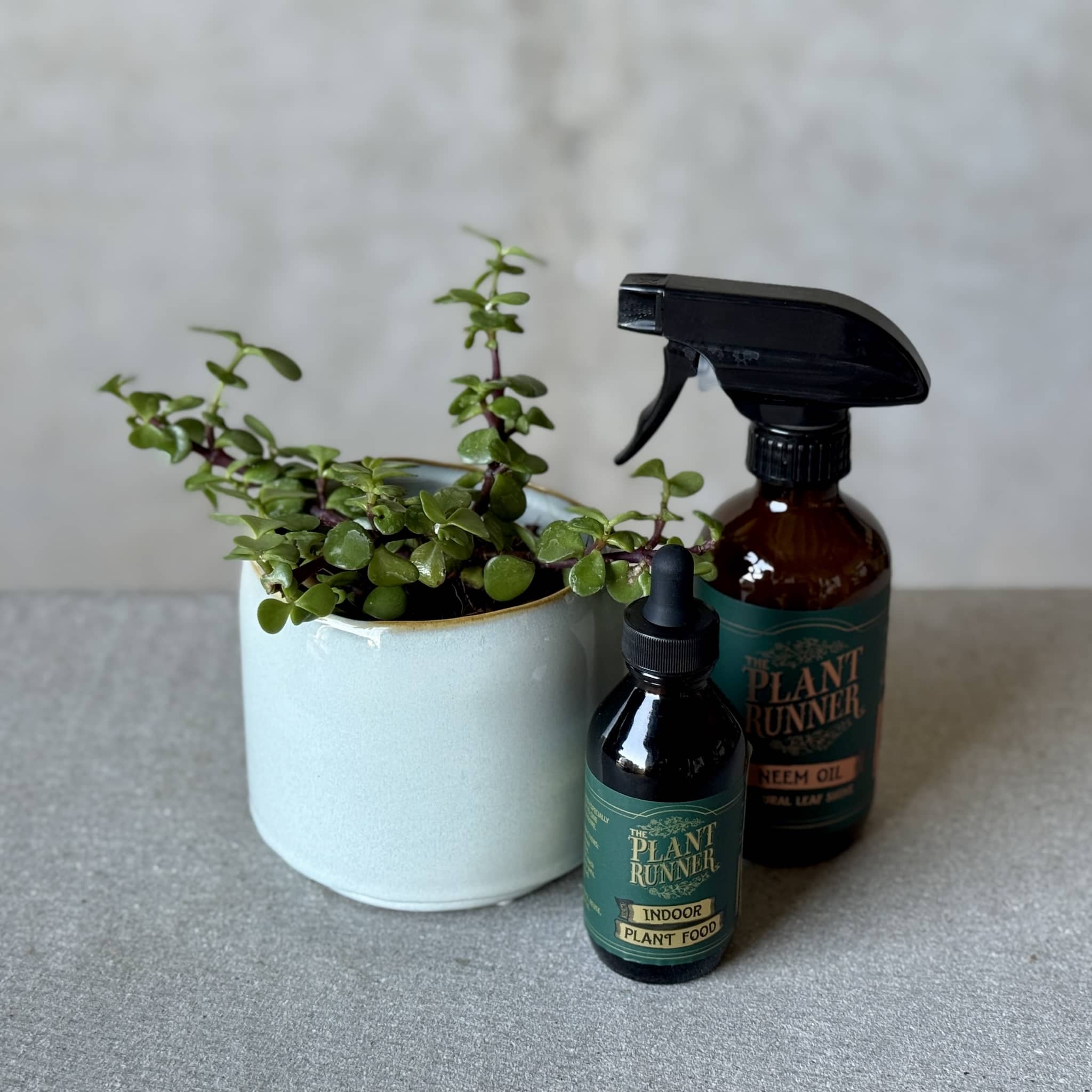 Sky Pot Plant + Care Duo
