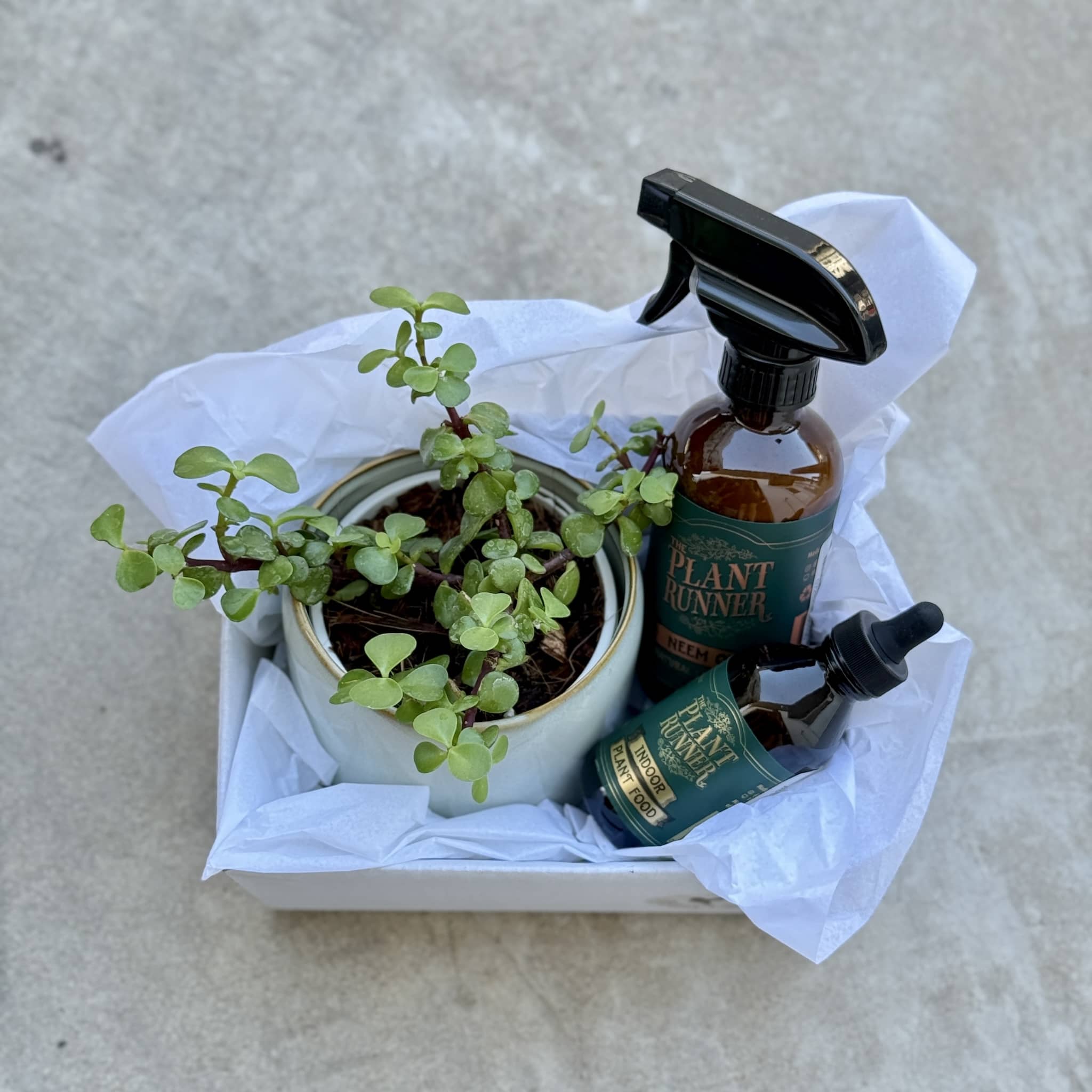 Sky Pot Plant + Care Duo