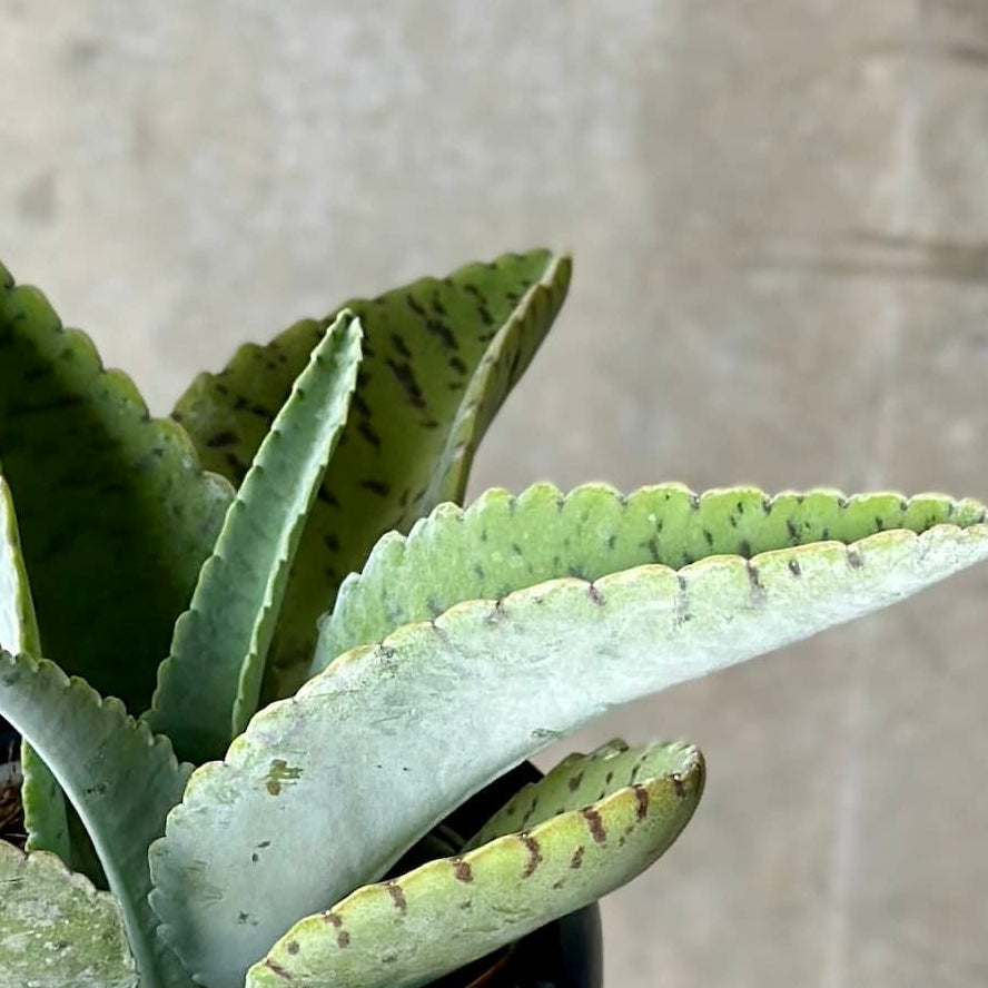 Pot Plant + Candle & Linen Spray