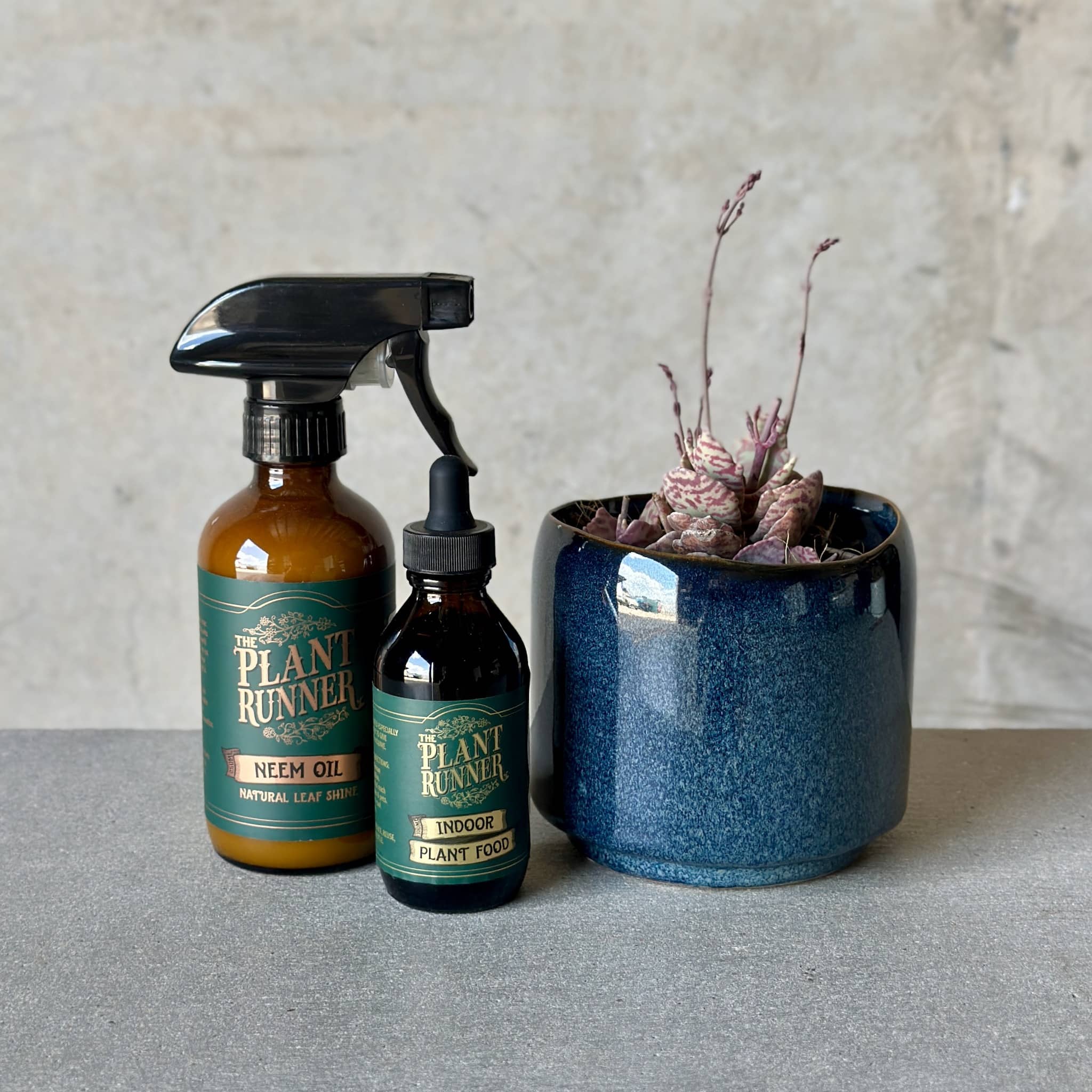 Navy Pot Plant + Care Duo