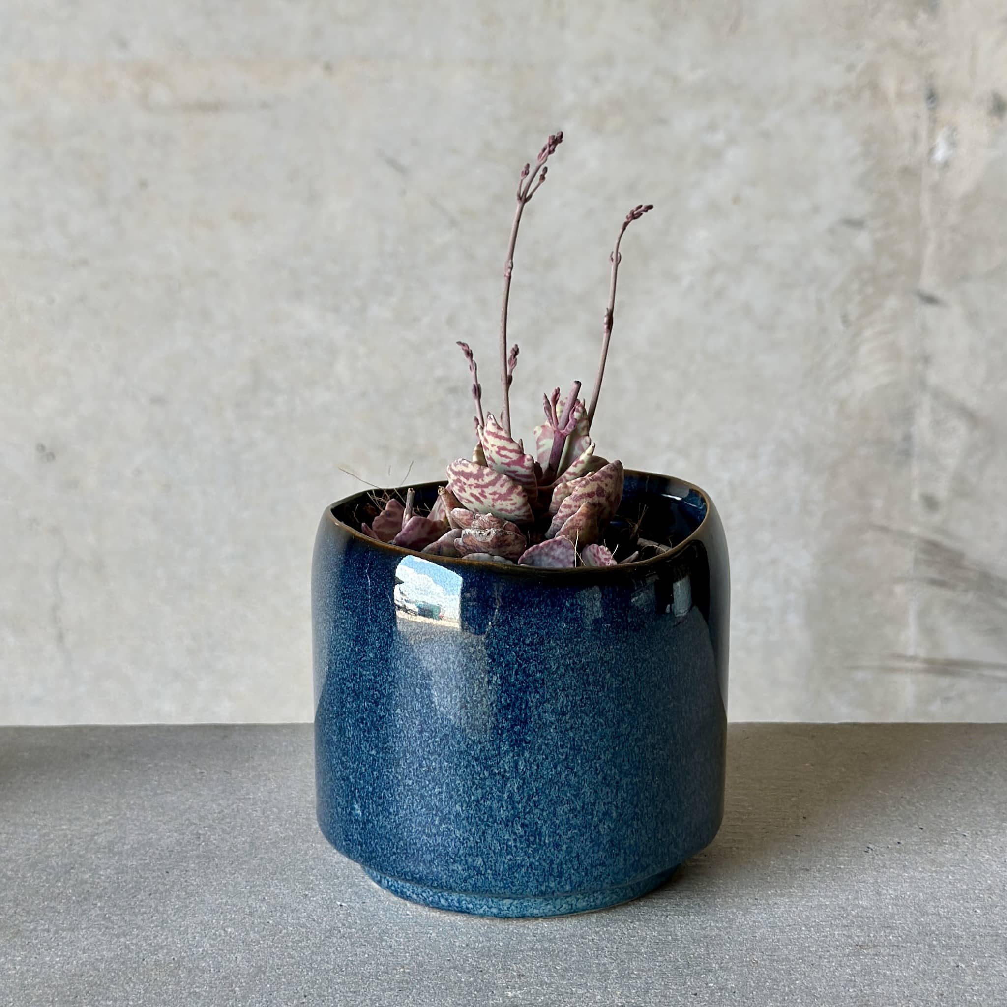 Navy Pot Plant + Candle